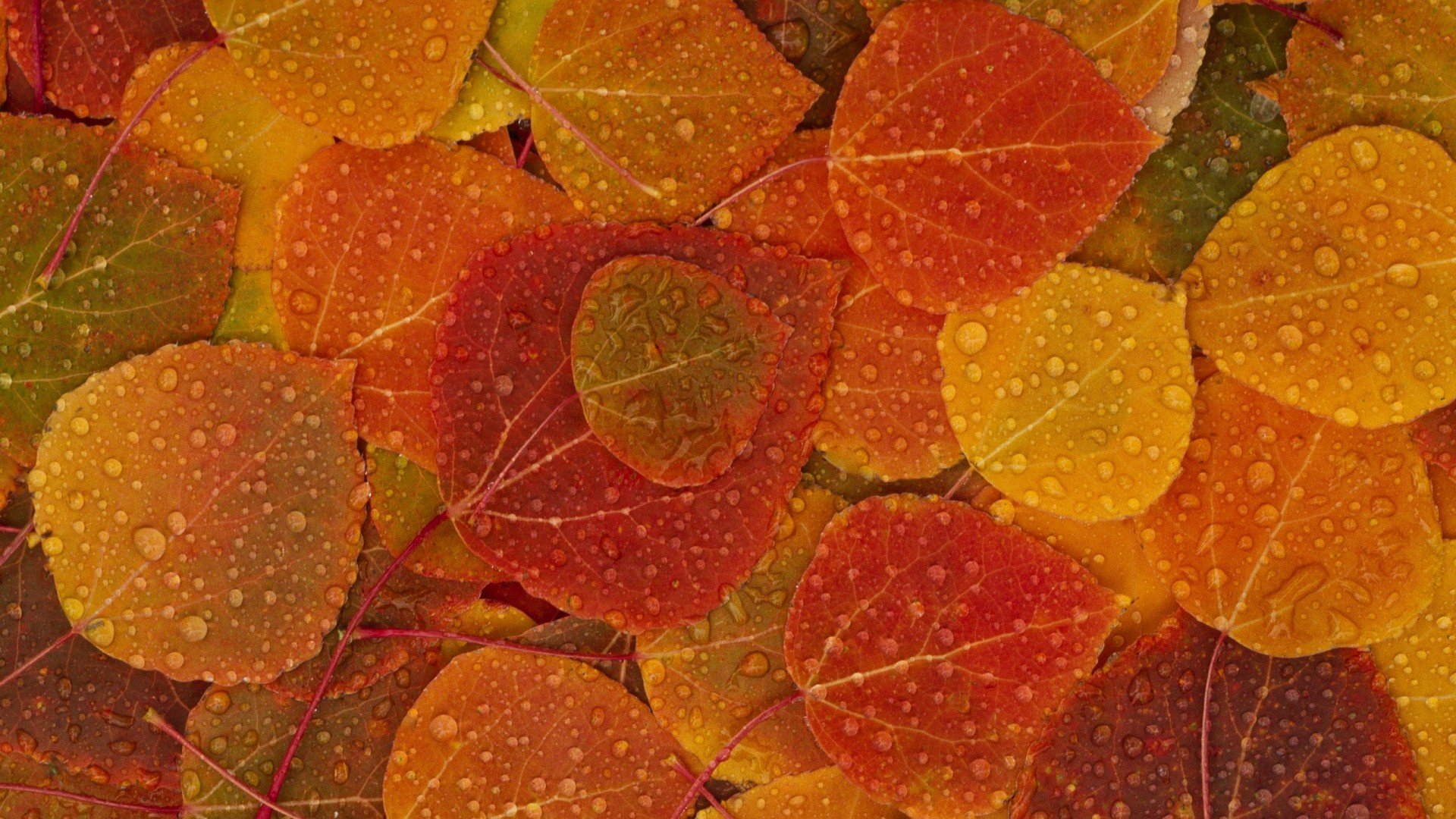leaves, Rain, Fall Wallpaper HD / Desktop and Mobile Background