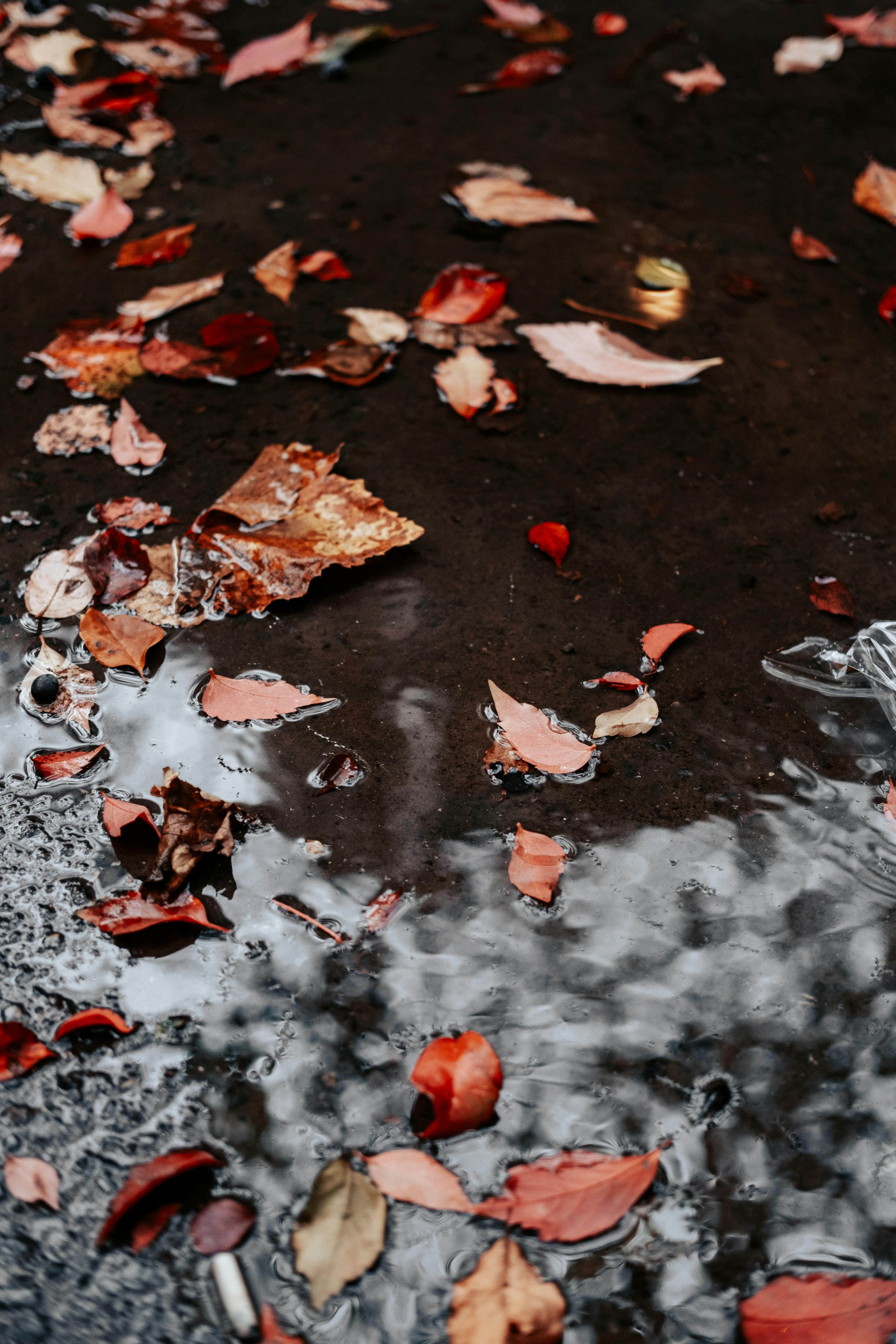 Autumn Leaves Floating in a Pond · Free