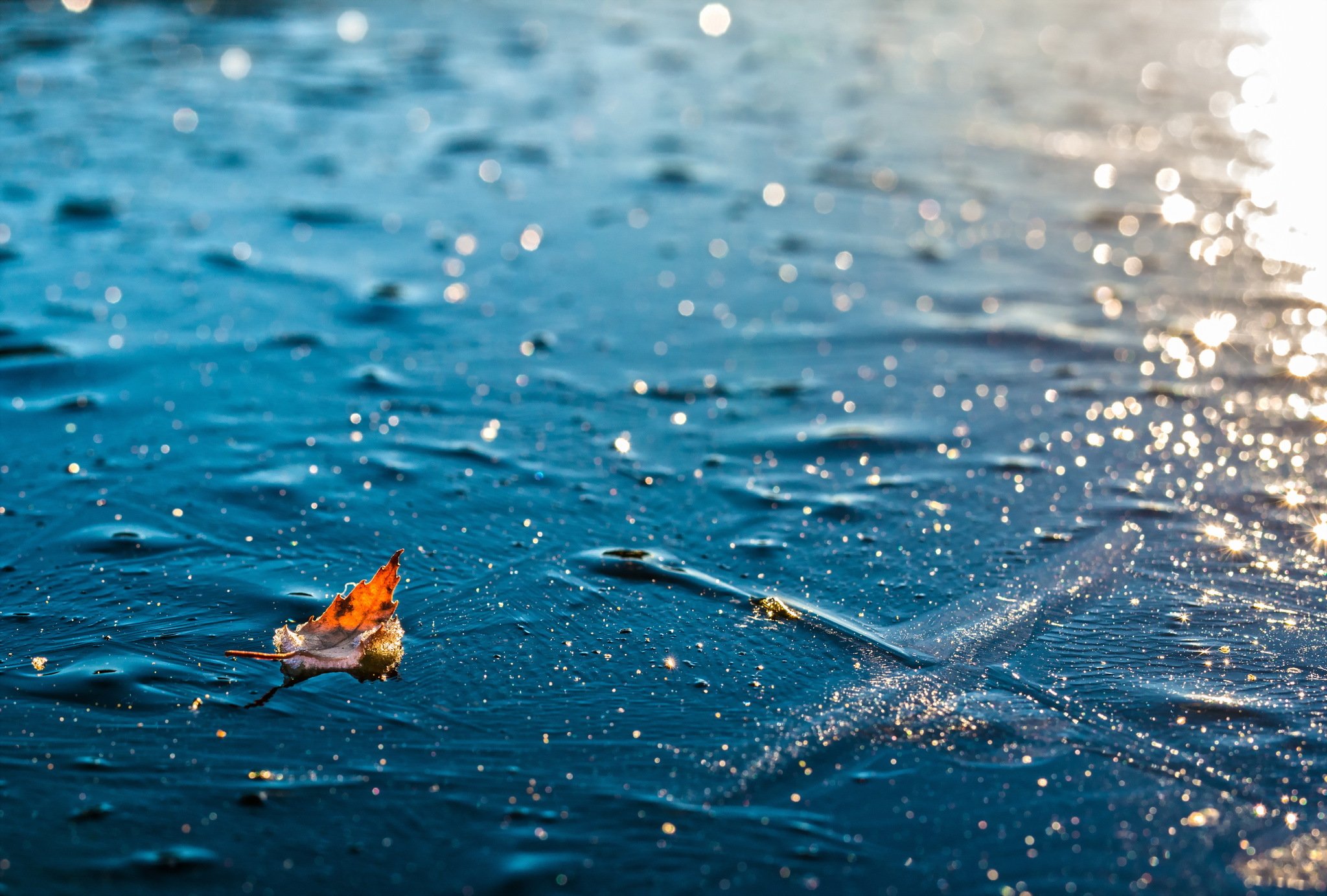 drops, Autumn, Rain, Autumn, Splendor, Fall, Rainy, Leaf Wallpaper HD / Desktop and Mobile Background