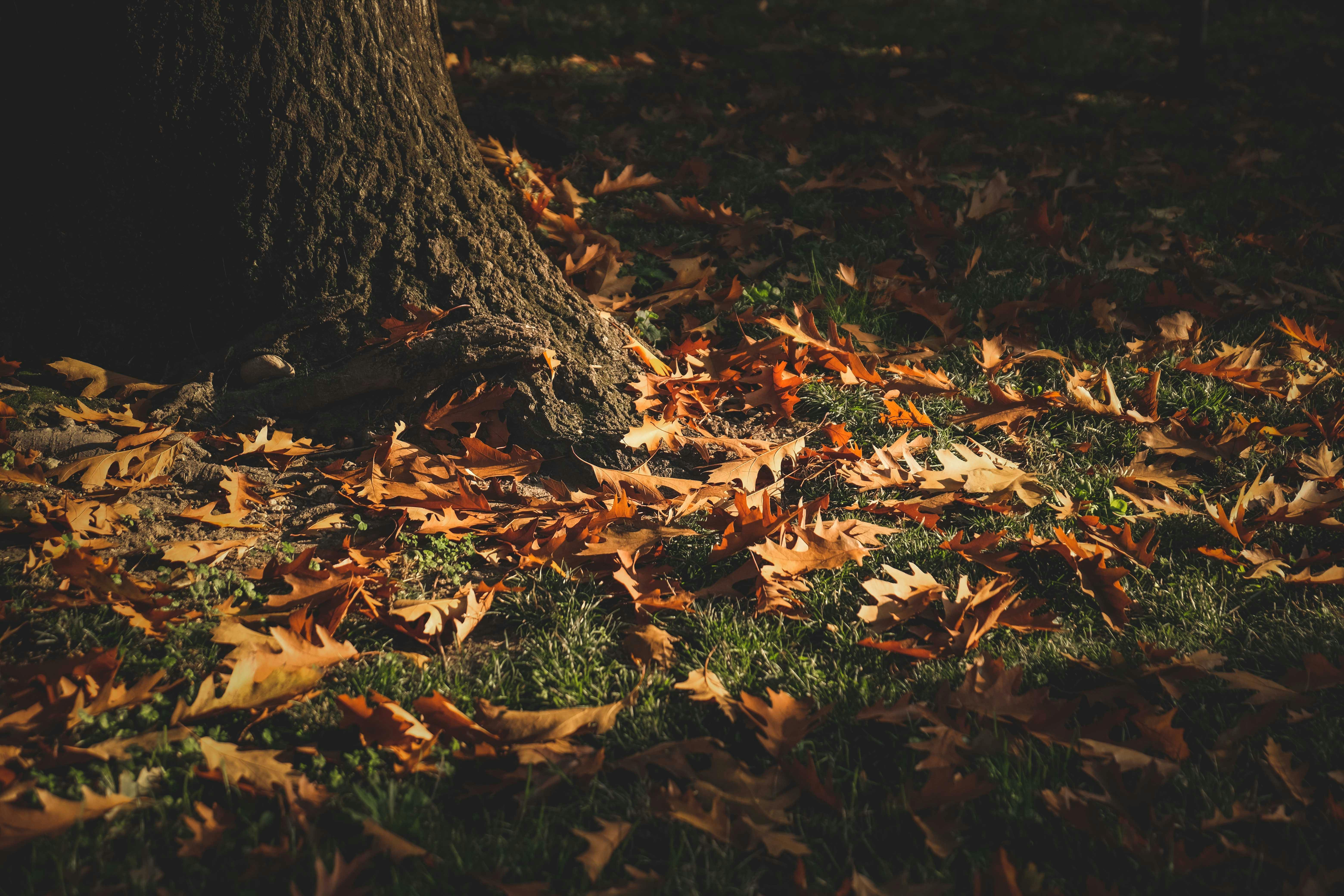 Fallen leaves on green lawn near tree · Free