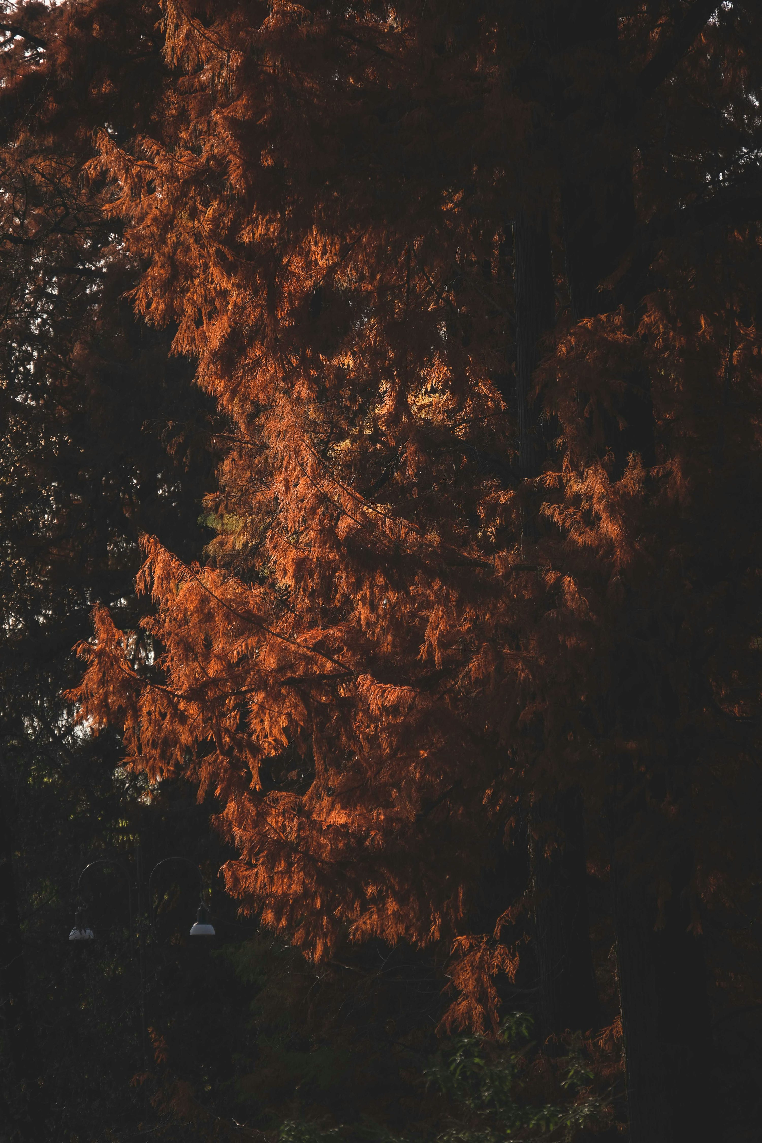 Brown and green trees during night time photo