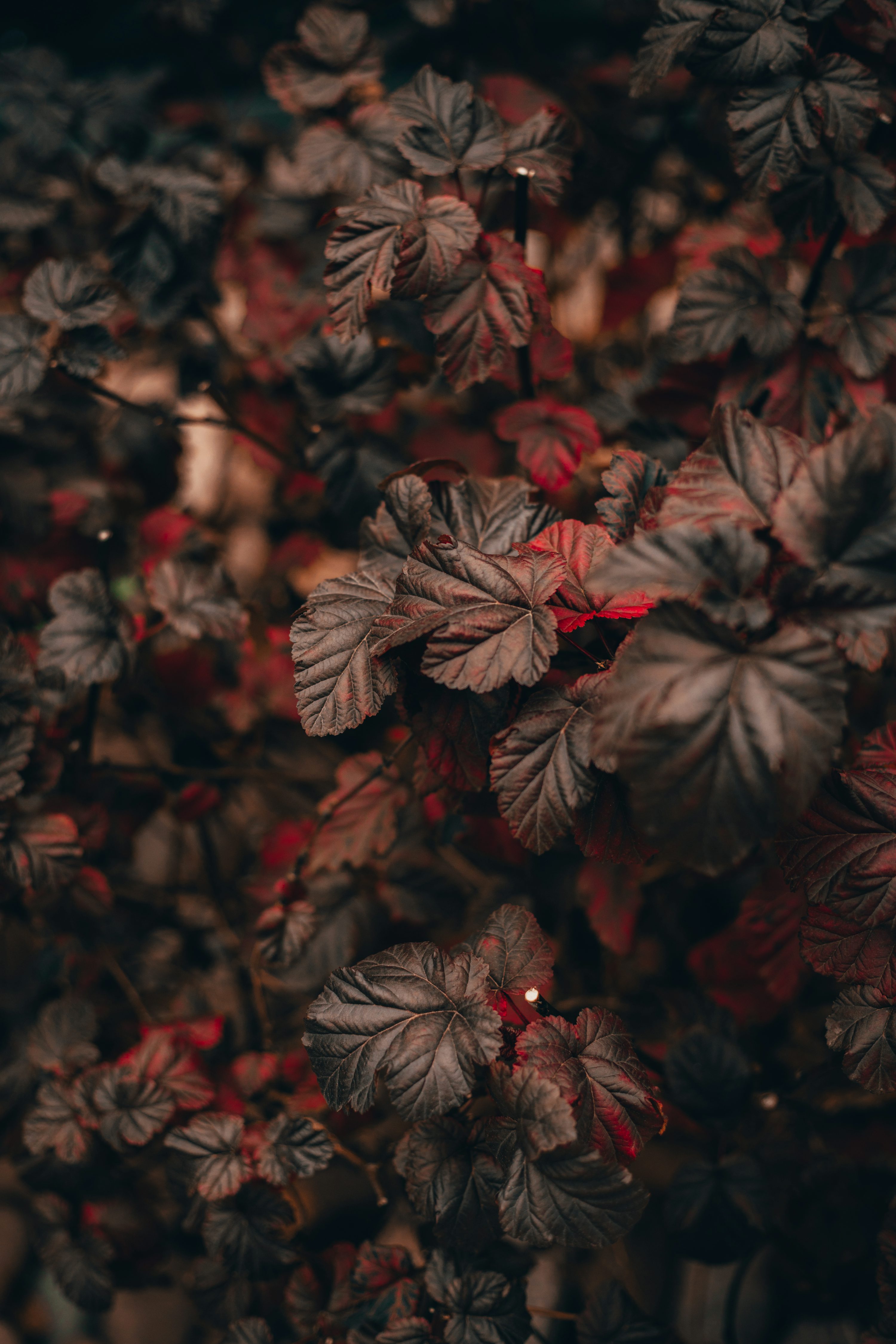 A group of red leaves photo