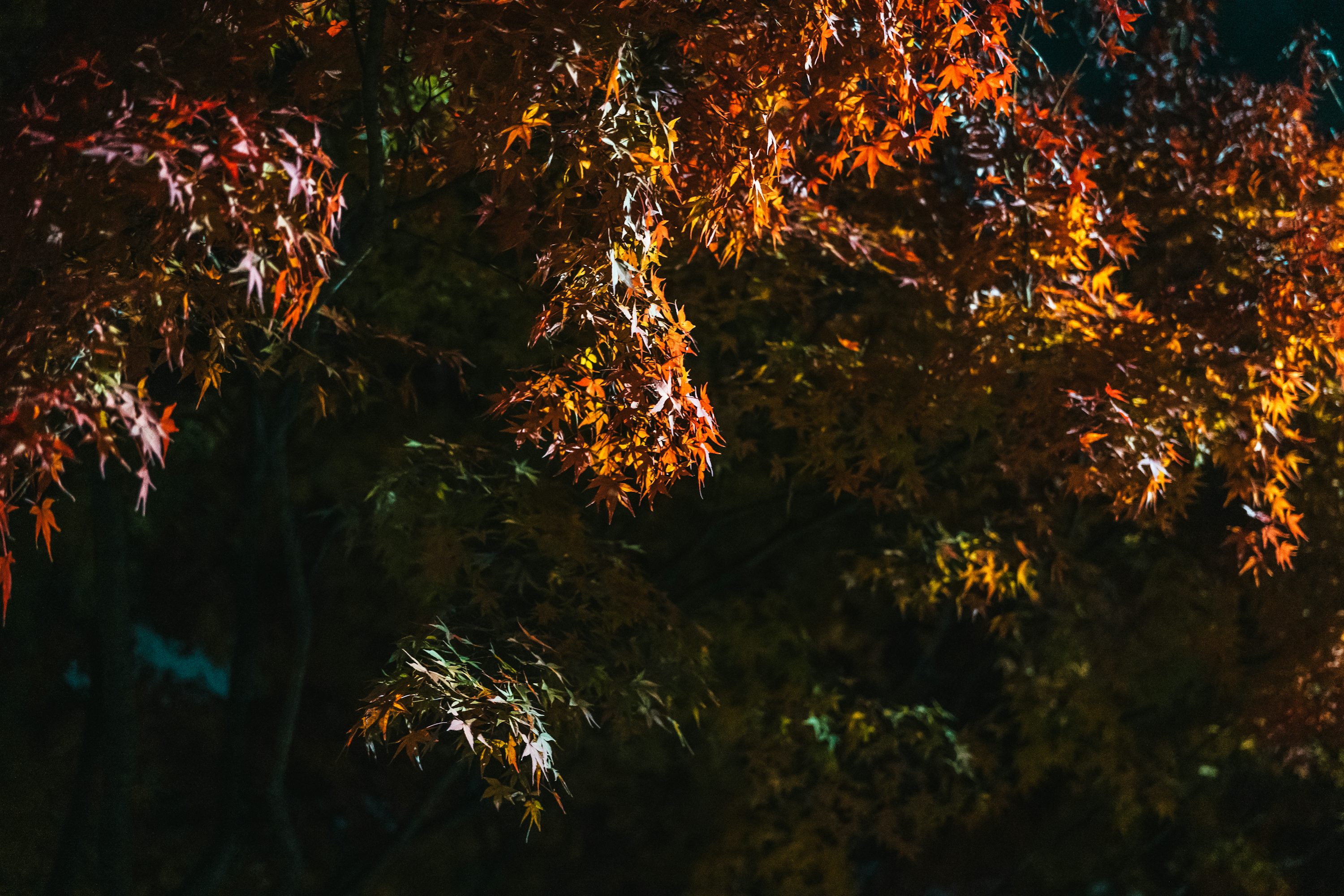 A close up of a tree with orange leaves photo