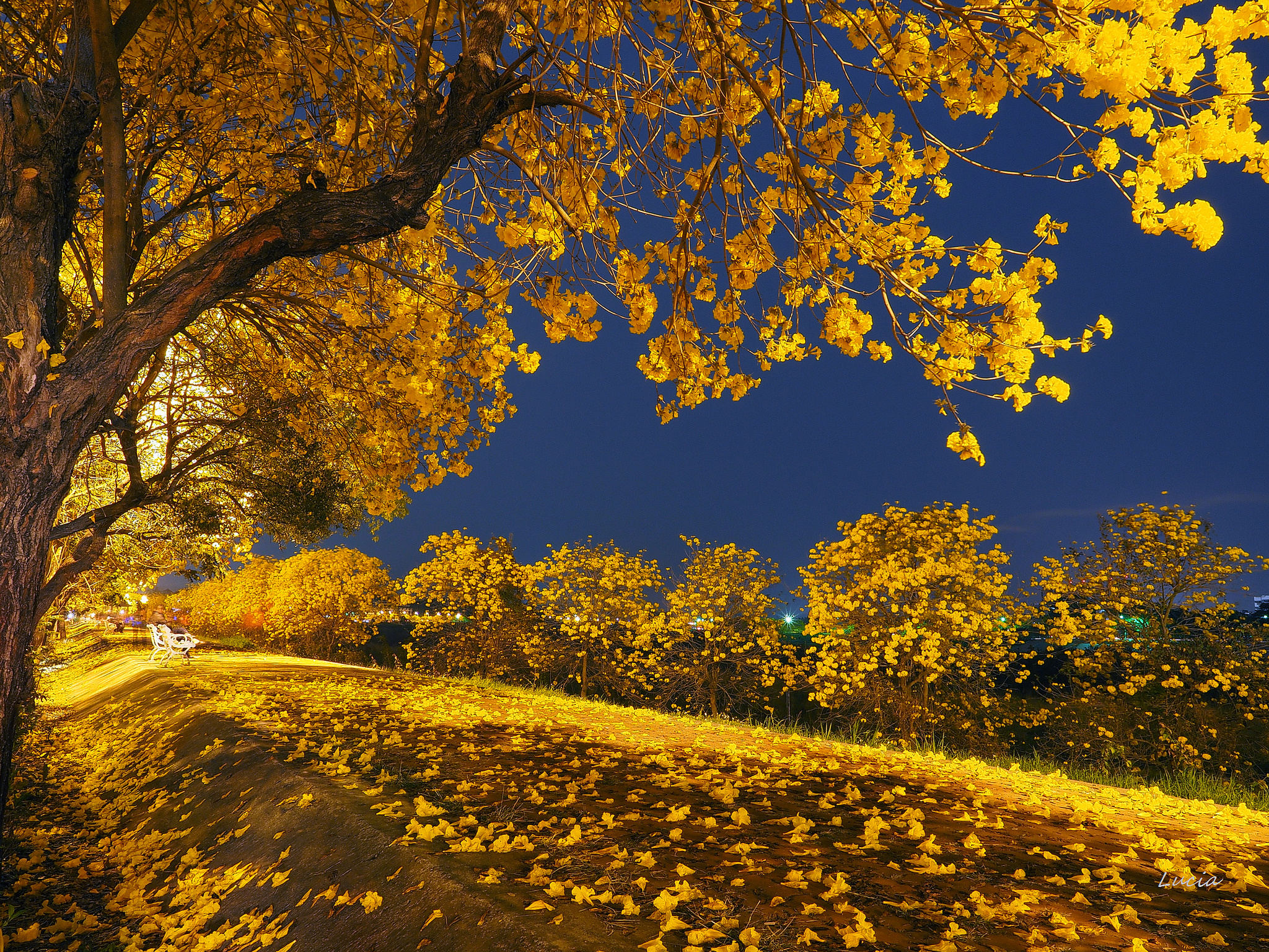 Wallpaper autumn, leaves, light, trees, night, Park, bench for mobile and desktop, section пейзажи, resolution 2048x1536