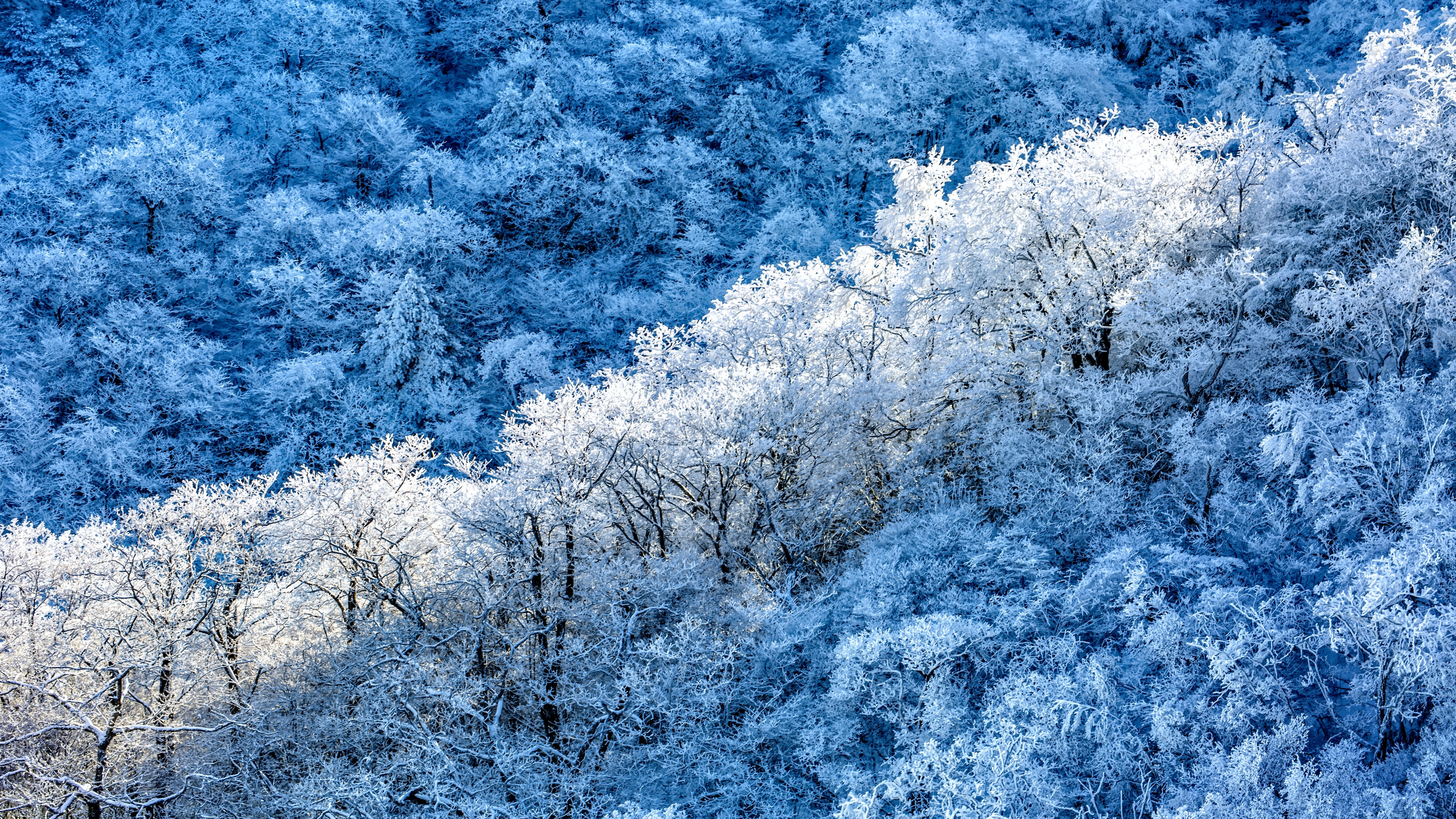 Winter forest Wallpaper 4K, Snow covered, Sunny day, 5K