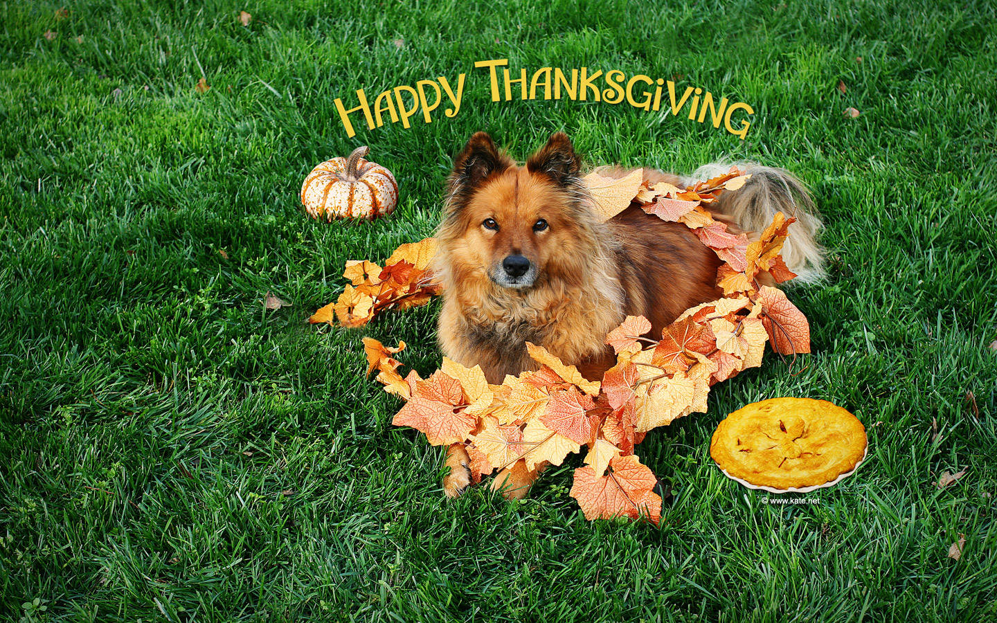 Download Cute Thanksgiving And Dog Wallpaper