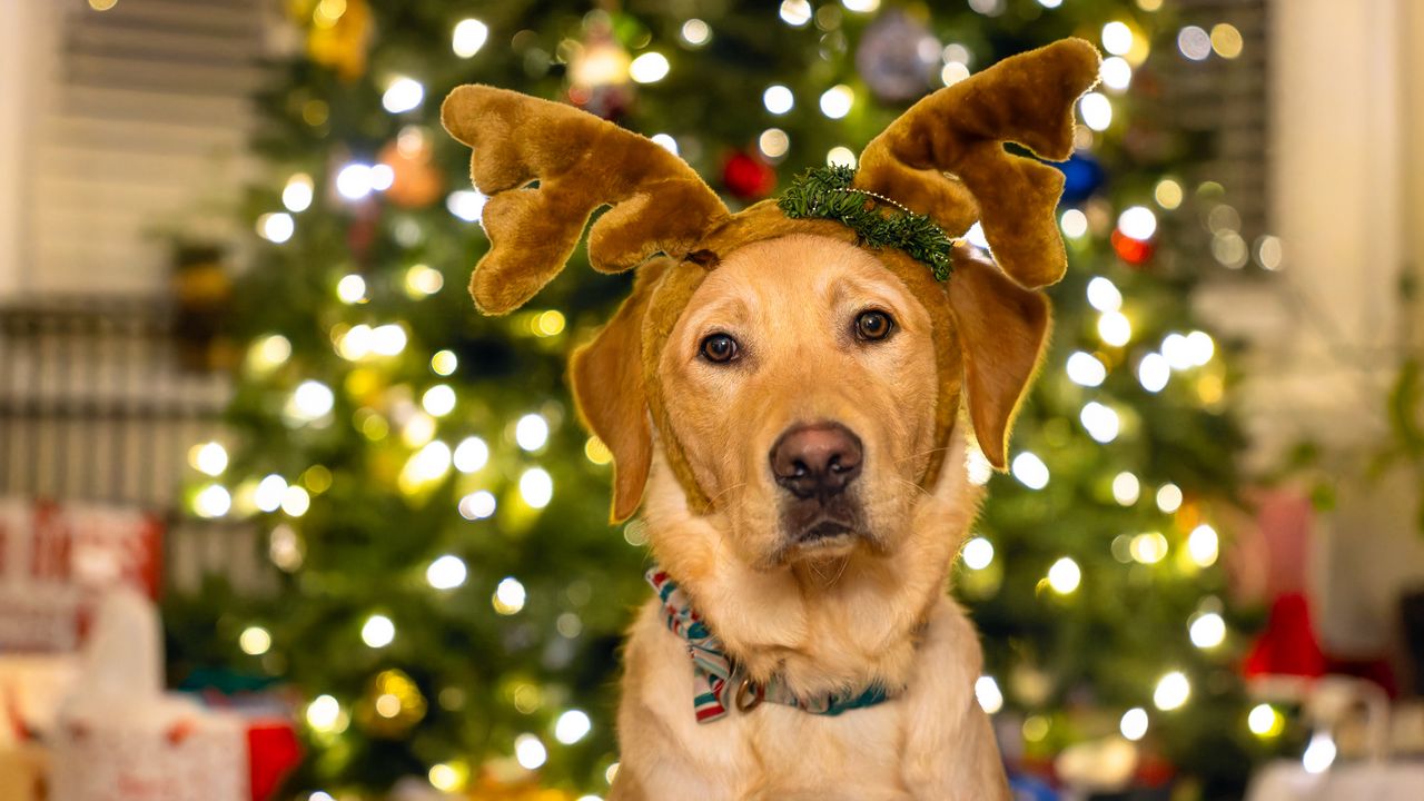 Wallpaper dog, deer, horns, lights, new year, christmas, funny hd, picture, image