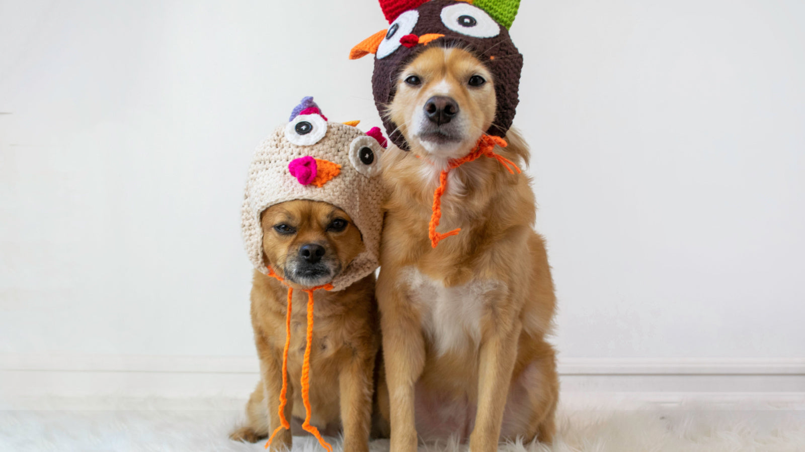 Homemade Thanksgiving Dog Recipes