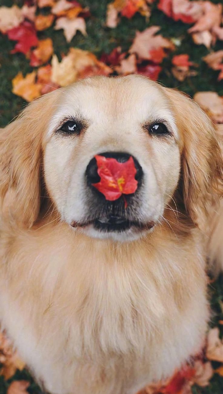 Dog Wallpaper