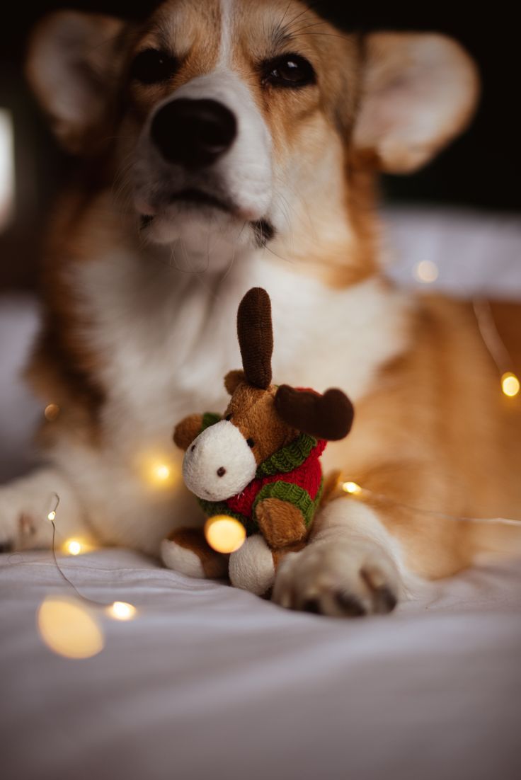 corgi. Happy New Year. Christmas corgi. Animal photohoot