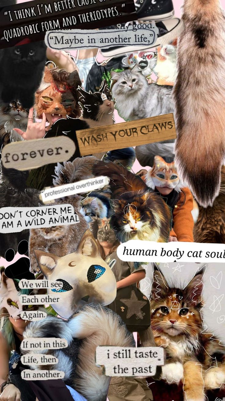 Therian cat wallpaper