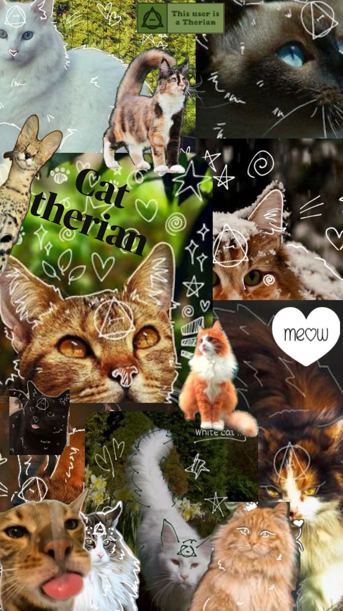 cat wallpaper#therian wallpaper#cat therian image