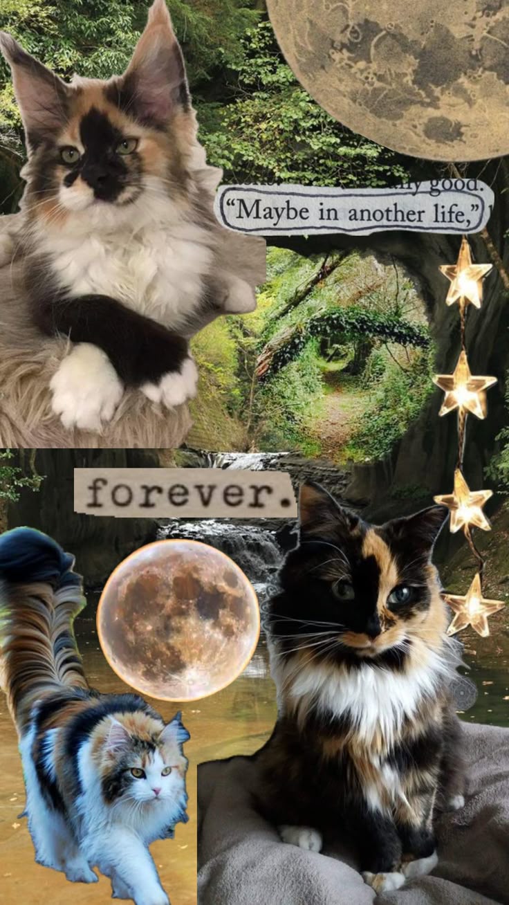 therianthropy #therian #therians #cat