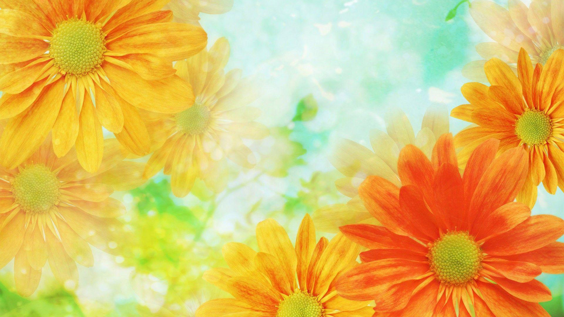 Yellow Orange Flowers Floral HD Floral Wallpaper