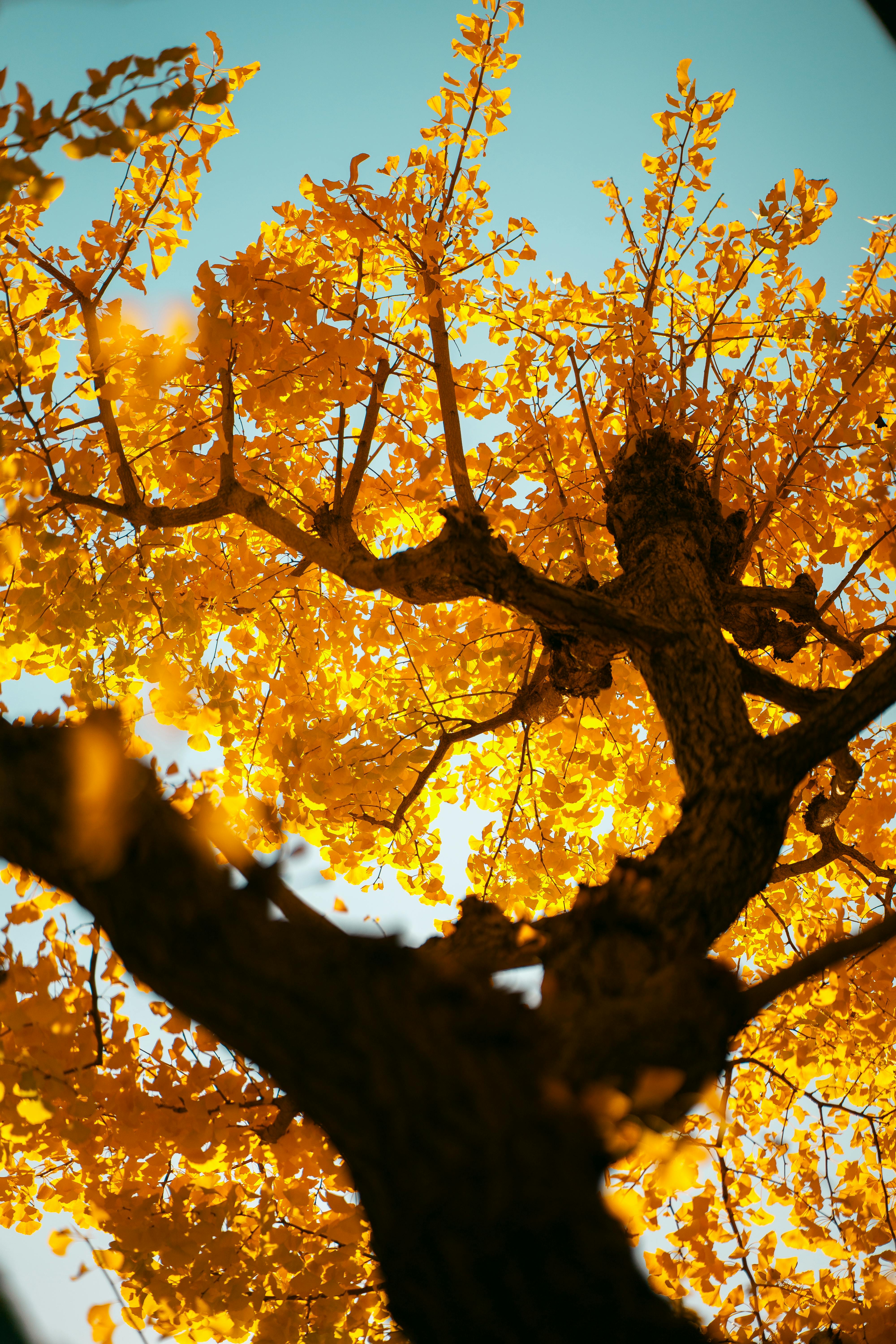 Japan Ginkgo Tree Photo, Download The BEST Free Japan Ginkgo Tree & HD Image