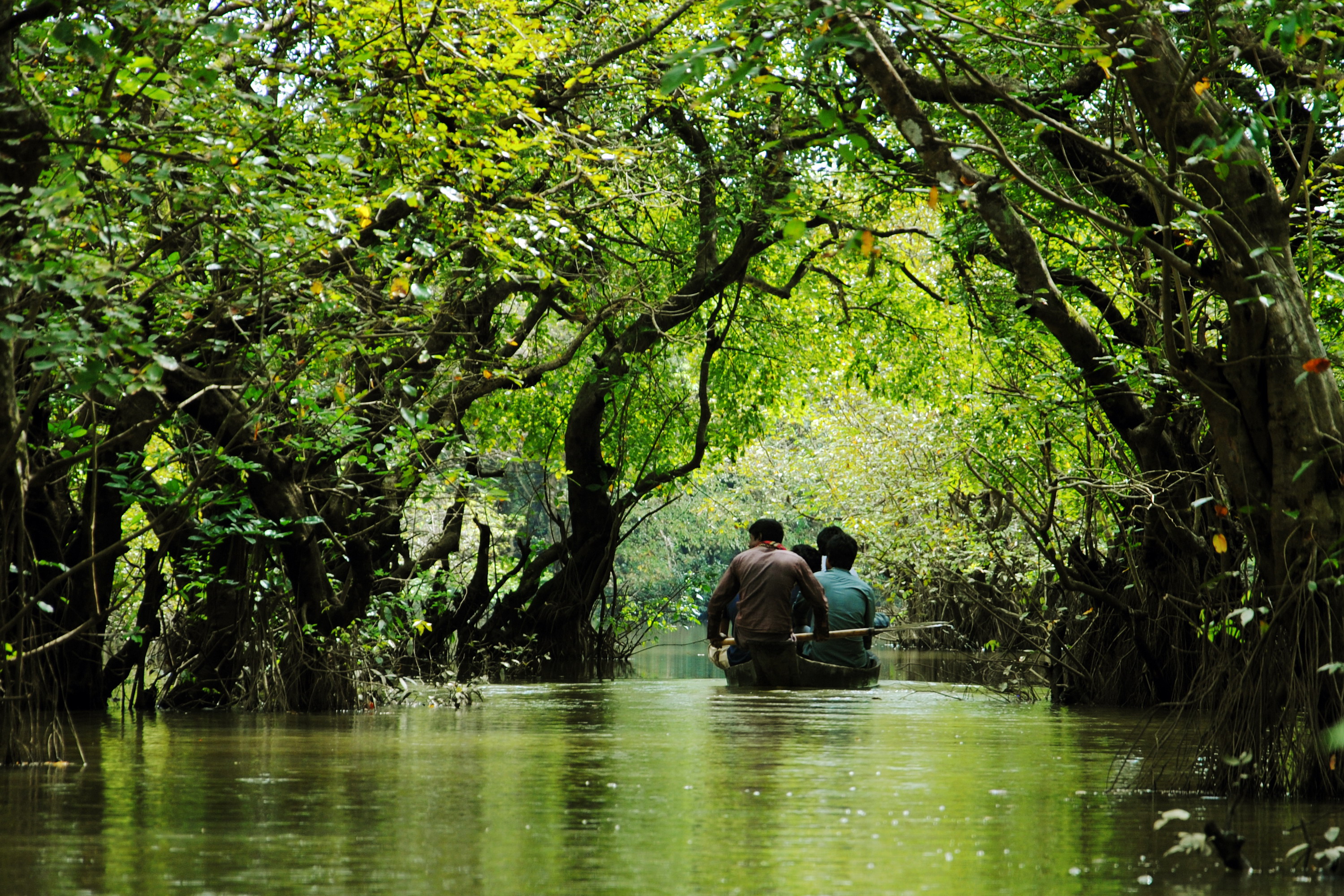 Ratargul Swamp Forest, Sylhet