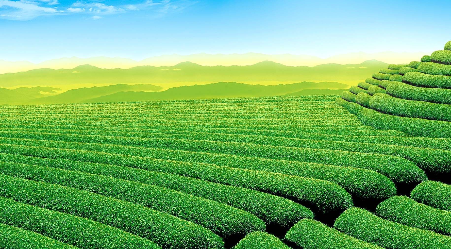 Sylhet The Magical City Of Beauty Ideas. Sylhet, Bangladesh Travel, Tea Garden