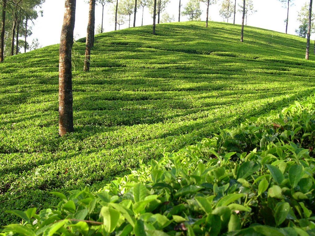 Photos « Natural Beauty Of Sylhet