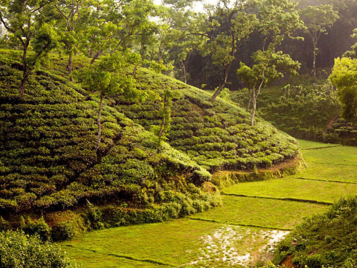 Of Sylhet's Seven Layer Tea And More