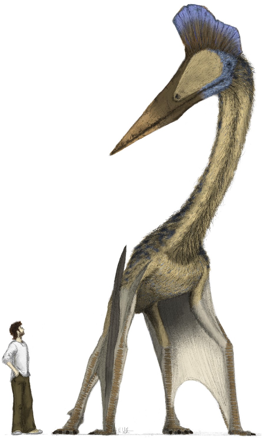 Hatzegopteryx Picture & Facts Dinosaur Database