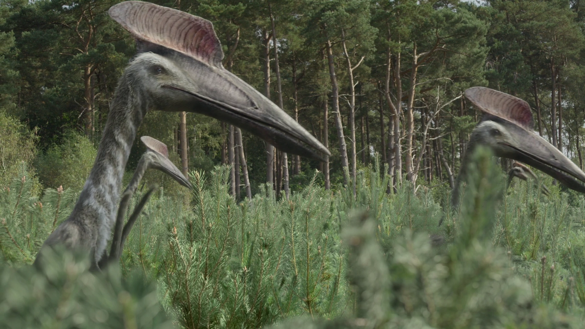 Hatzegopteryx