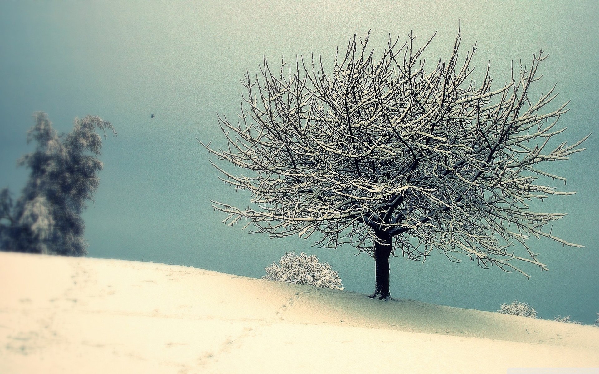Download Vintage Snow Tree Nature Winter HD Wallpaper