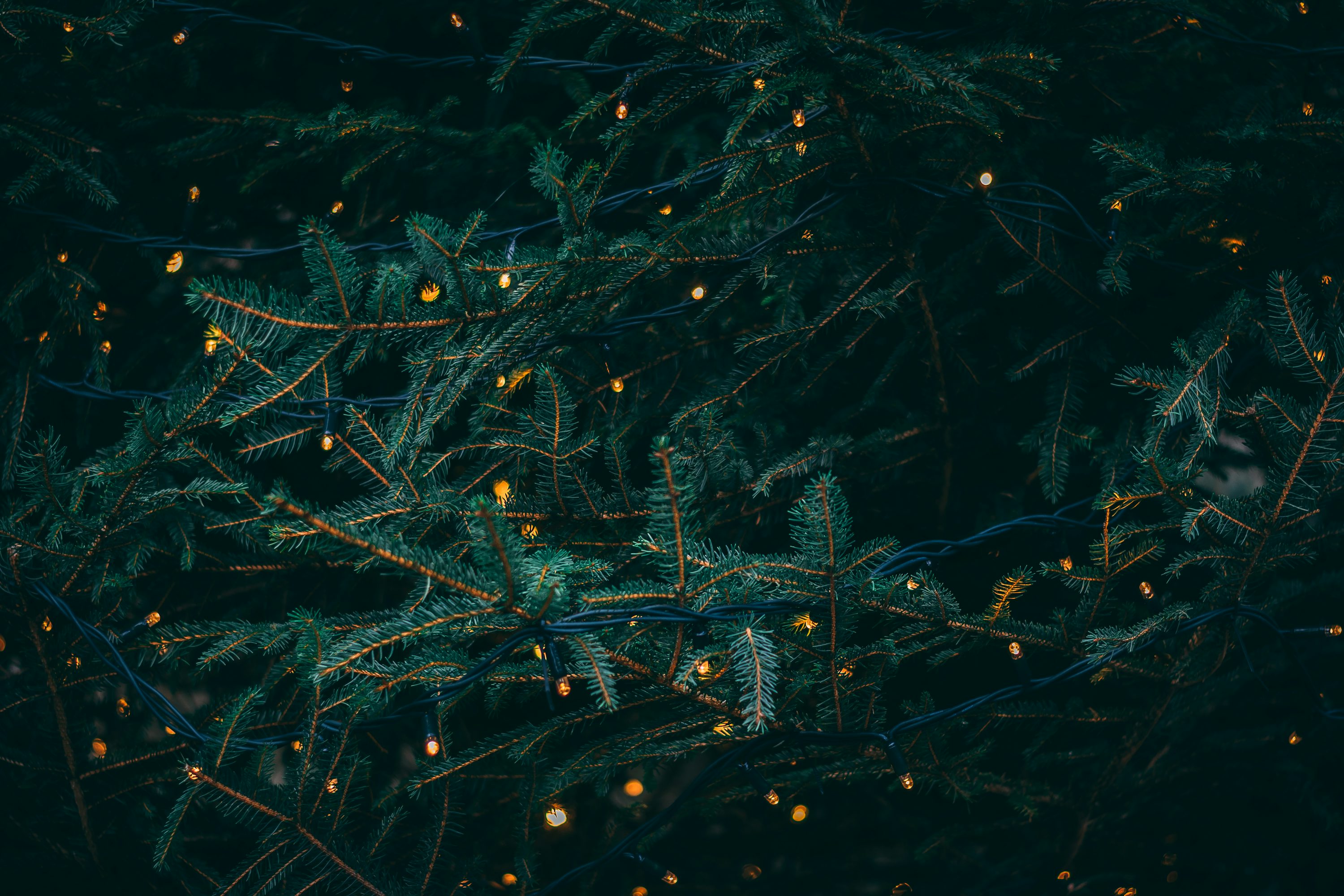 Winter Wallpaper: Free HD Download [4K]