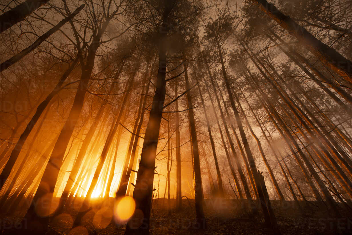 Glowing Forest On Foggy Night, Orange Glow X Files Light
