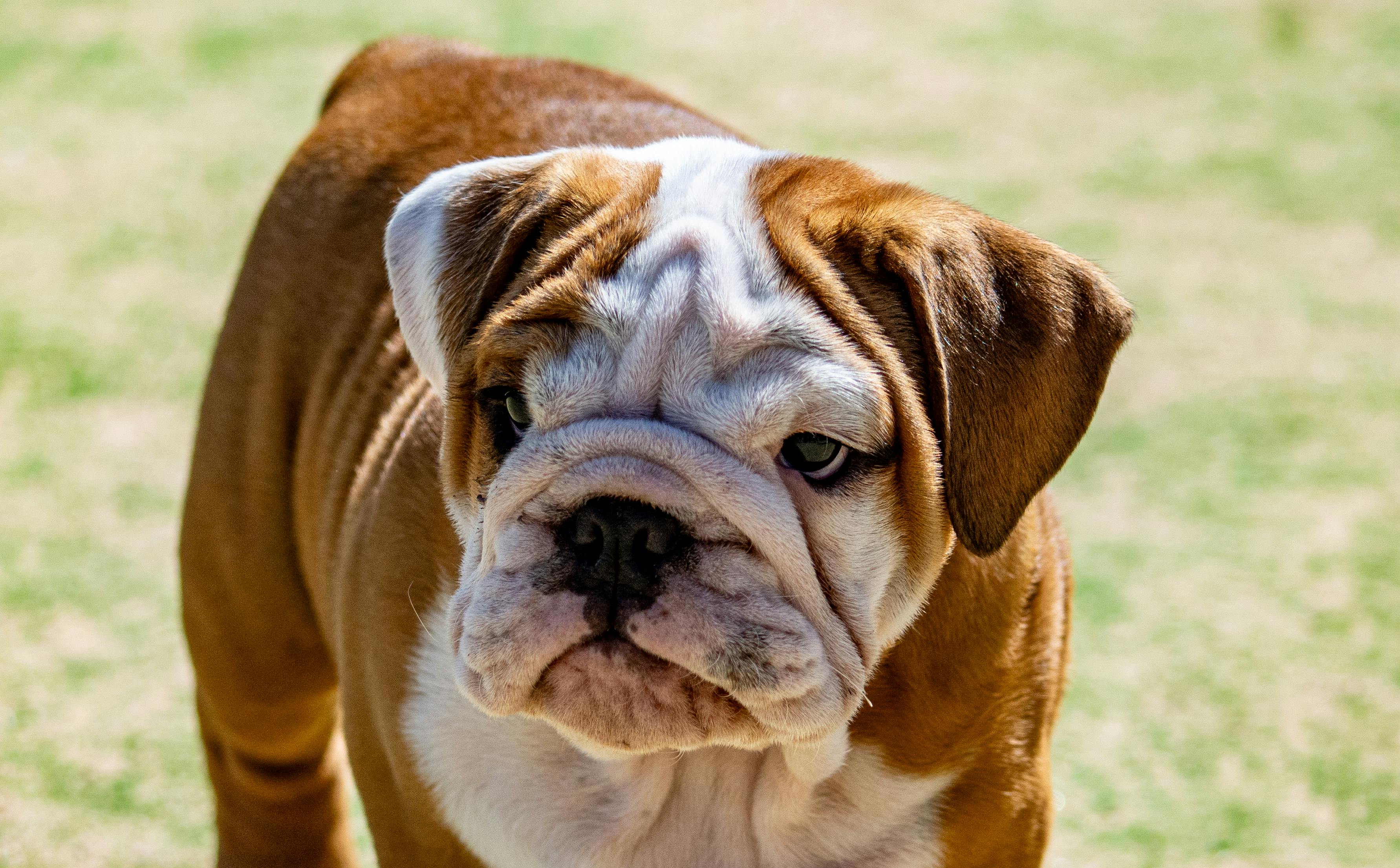 Close Up Of Adorable English Bulldog Puppy Outdoors · Free