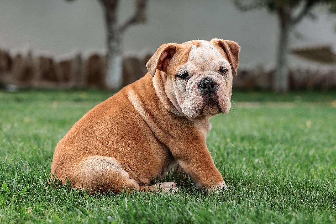 English Bulldog Dog Sweet