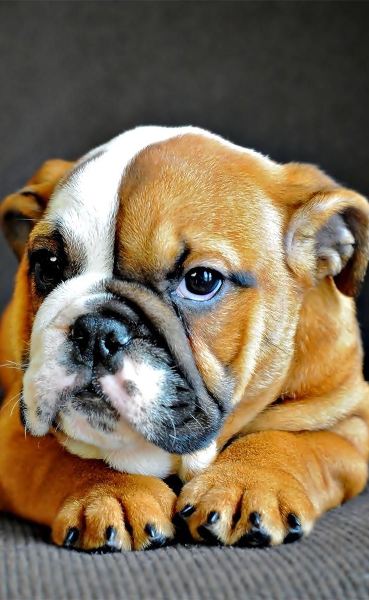 Adorable Bulldog Puppy