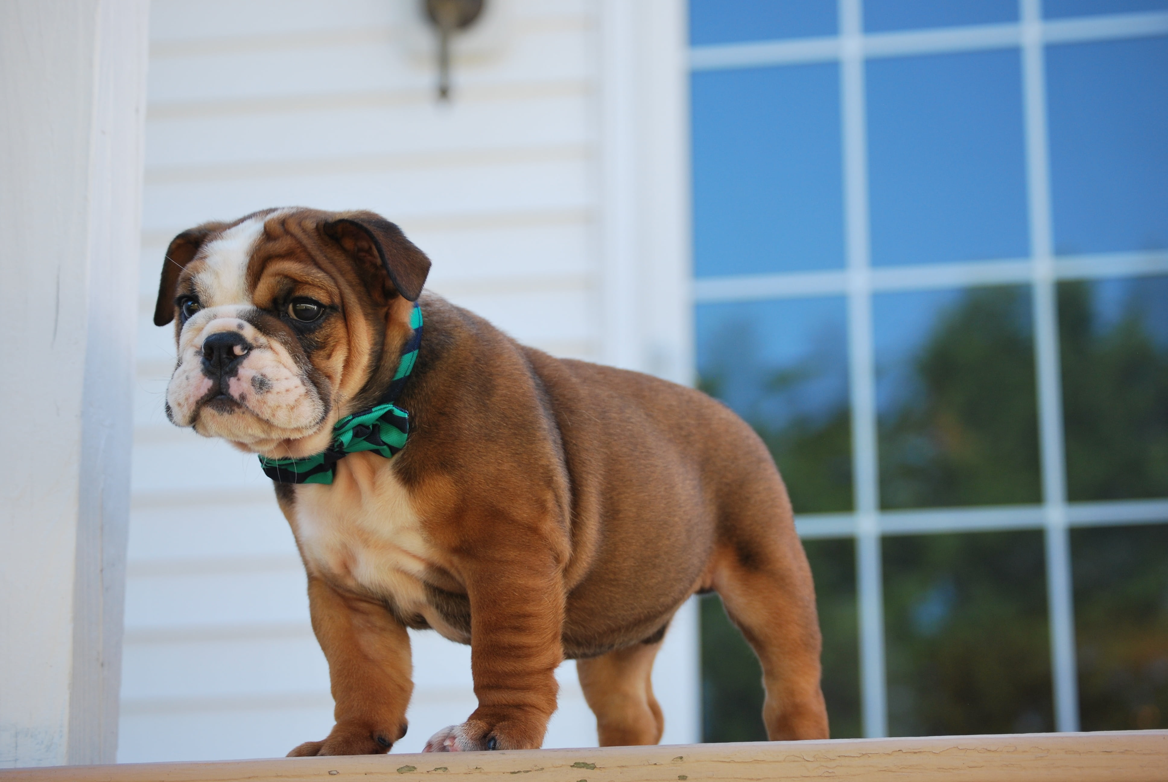 Royalty Free Photo: Brown And White English Bulldog Puppy