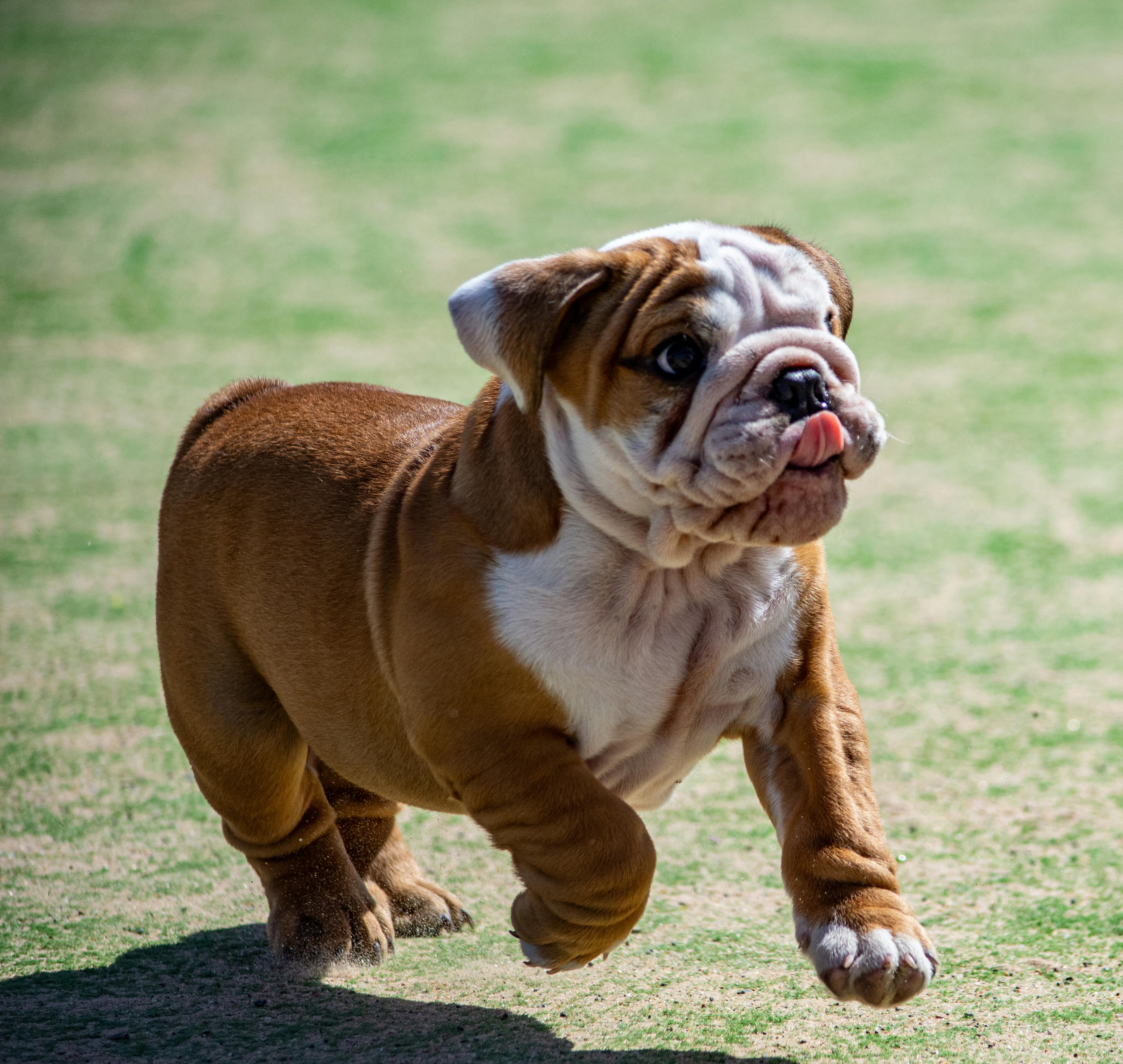 Close Up Of Adorable English Bulldog Puppy Outdoors · Free