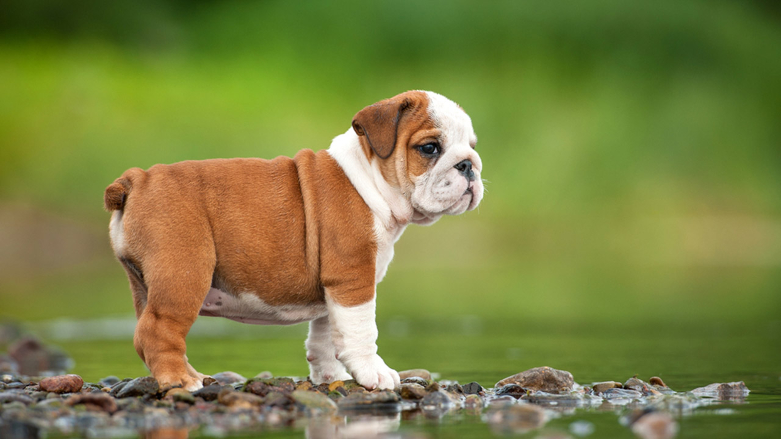 Adorable: English Bulldog puppy conquers the stairs