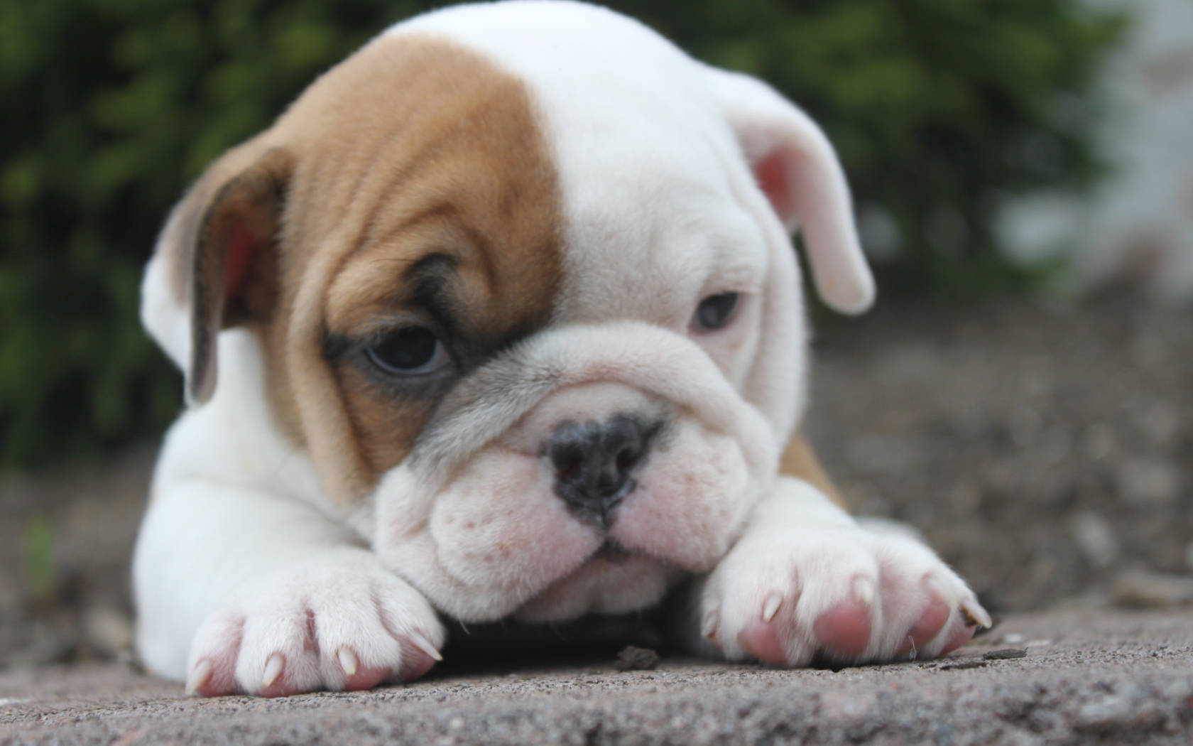 English Bulldog Wallpaper