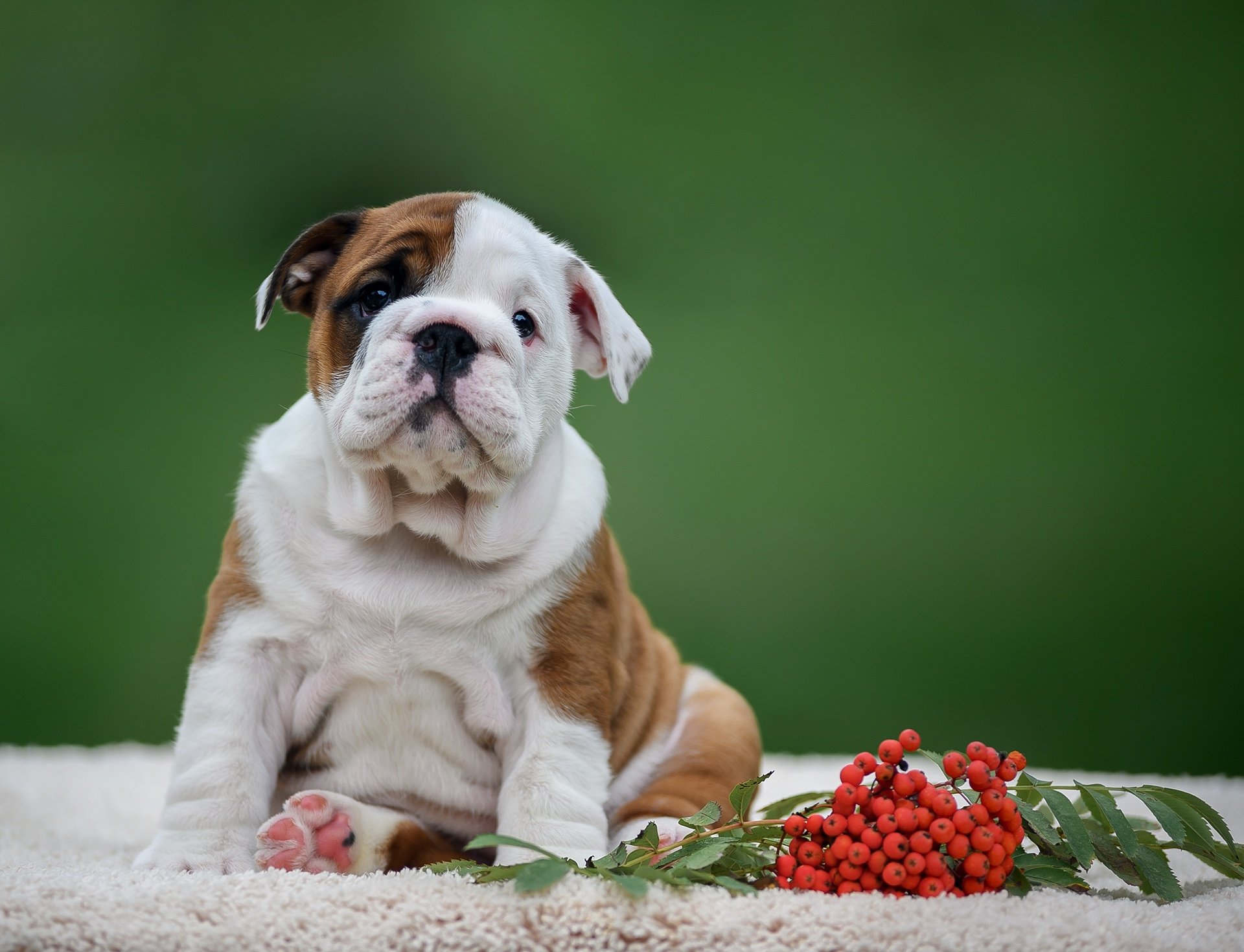 Download Puppy Animal English Bulldog HD Wallpaper
