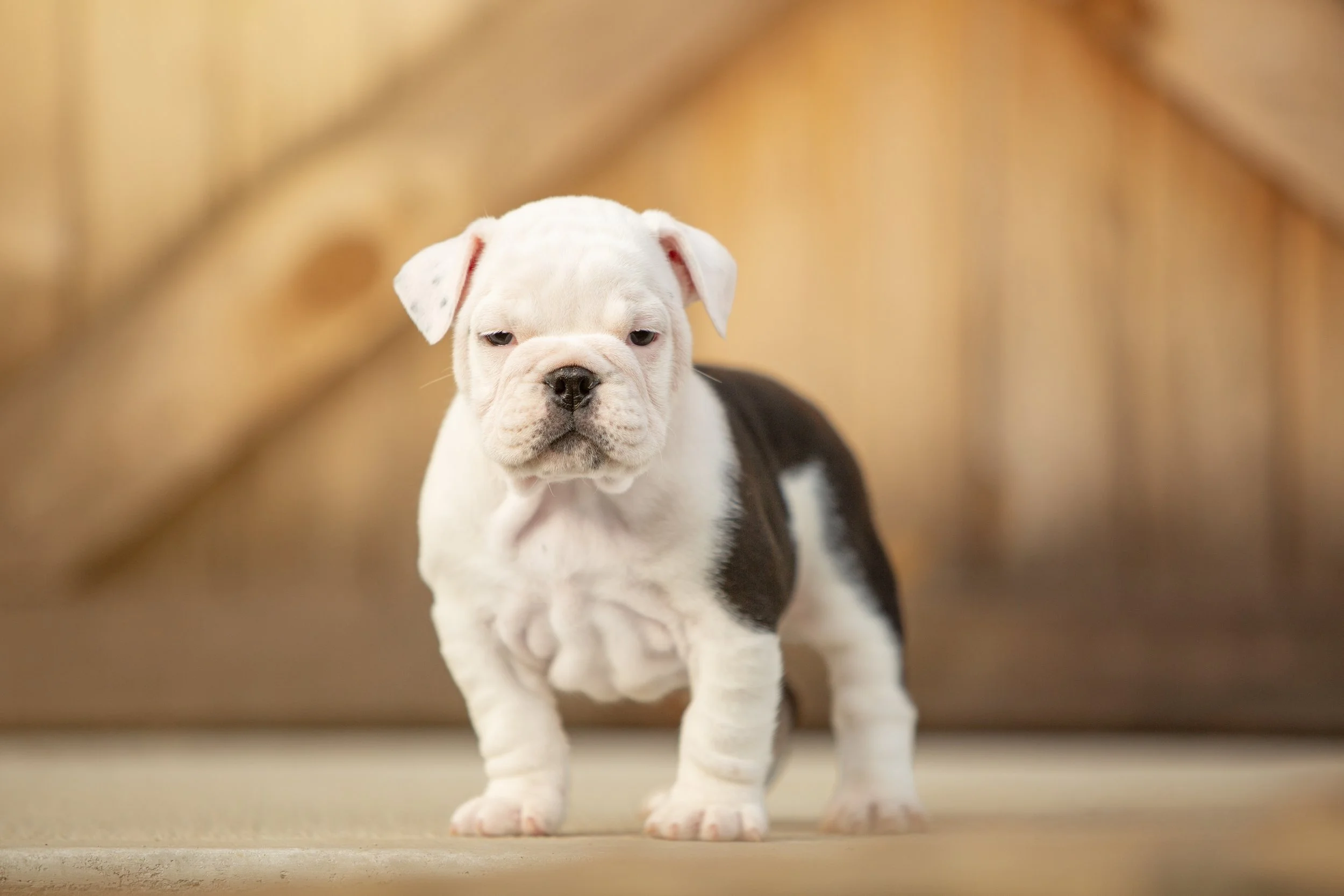 english bulldog