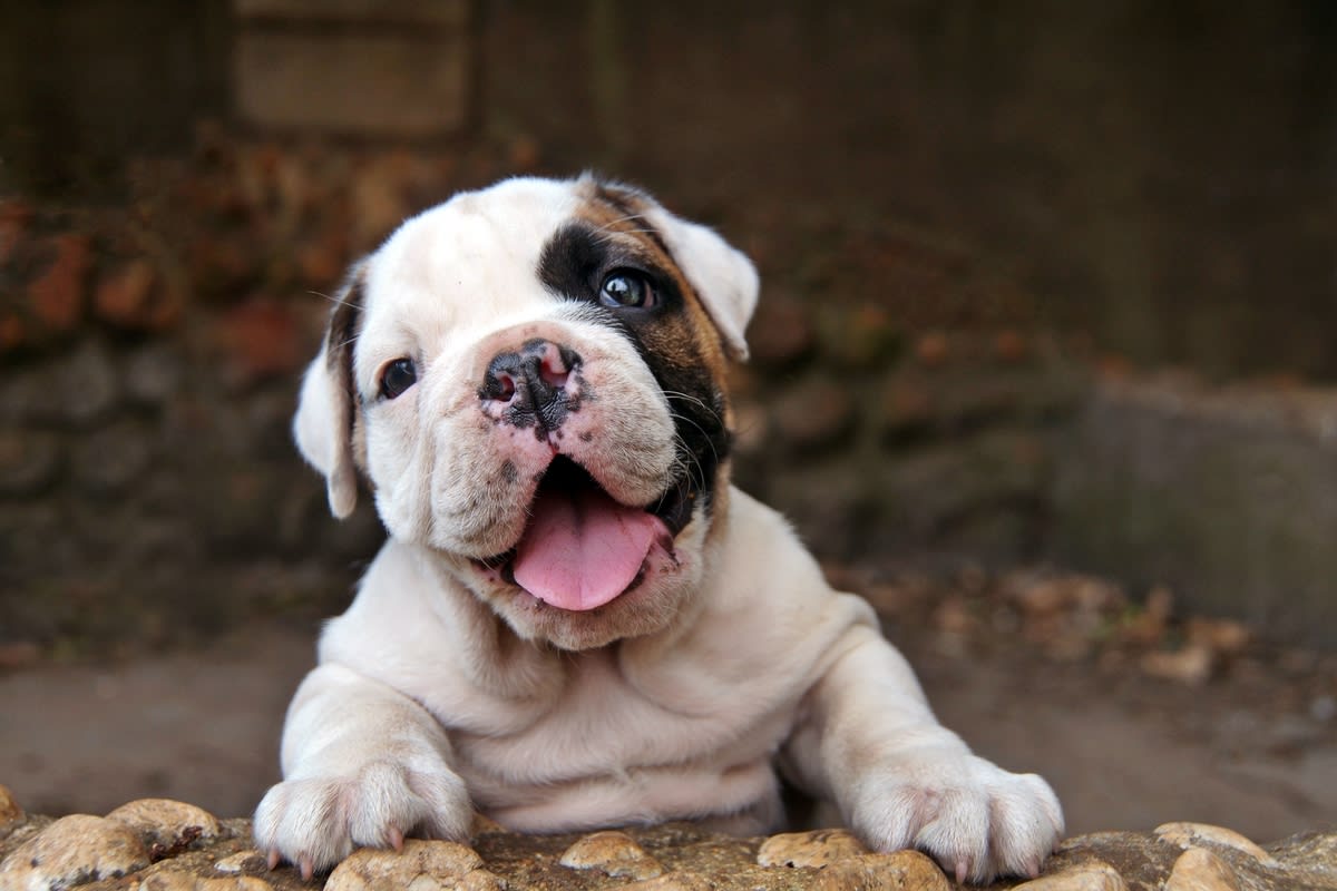 Tiny Bulldog Puppy Patiently Waiting to See Her Grandparents Is Too Cute to Handle