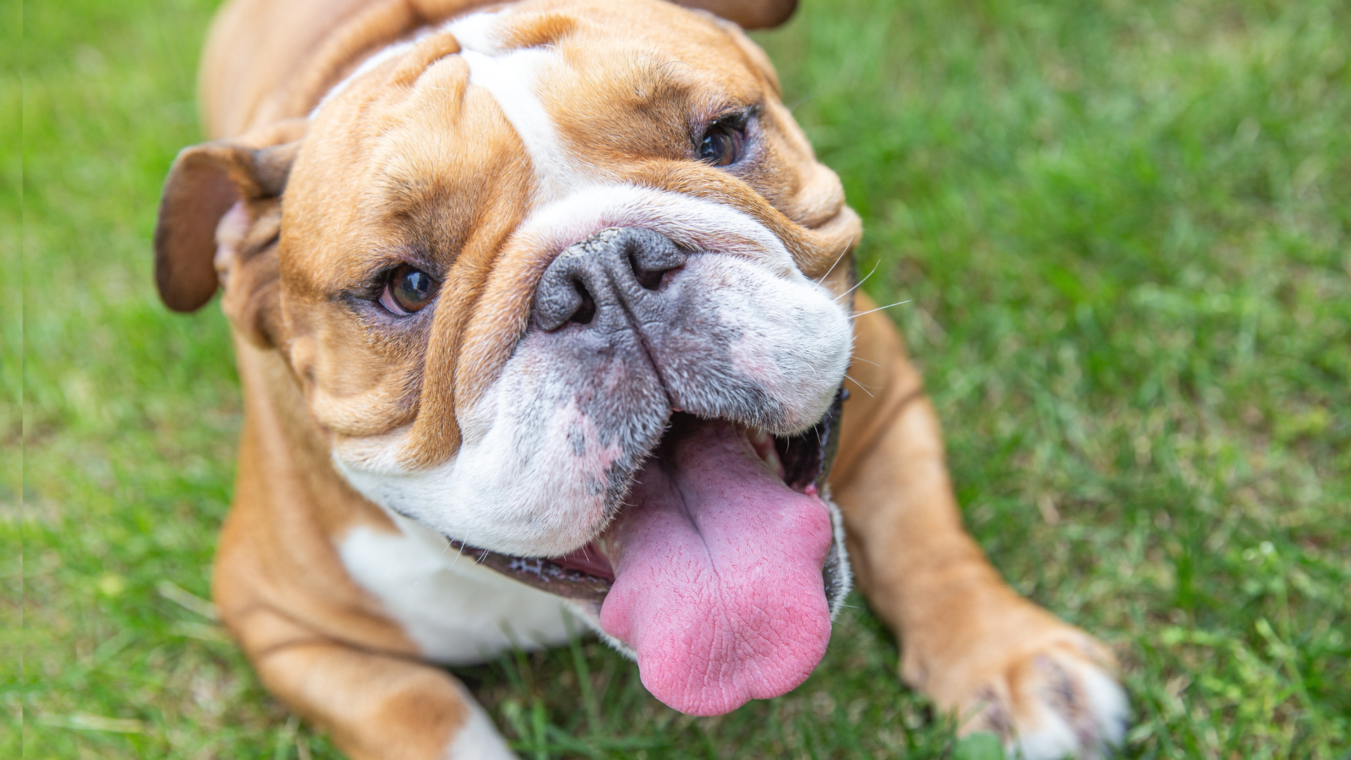 Bulldog Puppy's 'Evil Laugh' After Destroying the Furniture Is Too Relatable