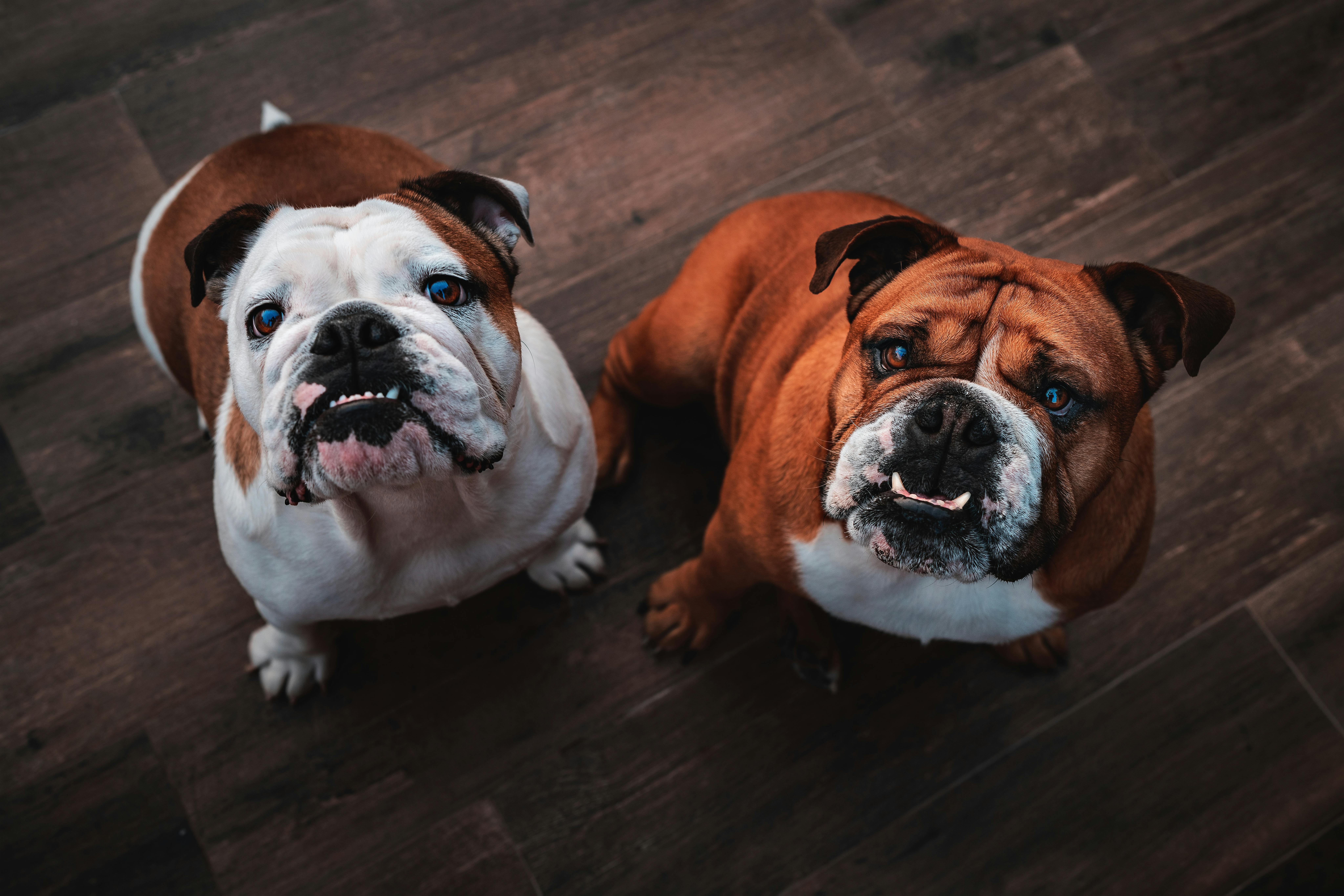Cute English Bulldogs on Wooden Floor · Free