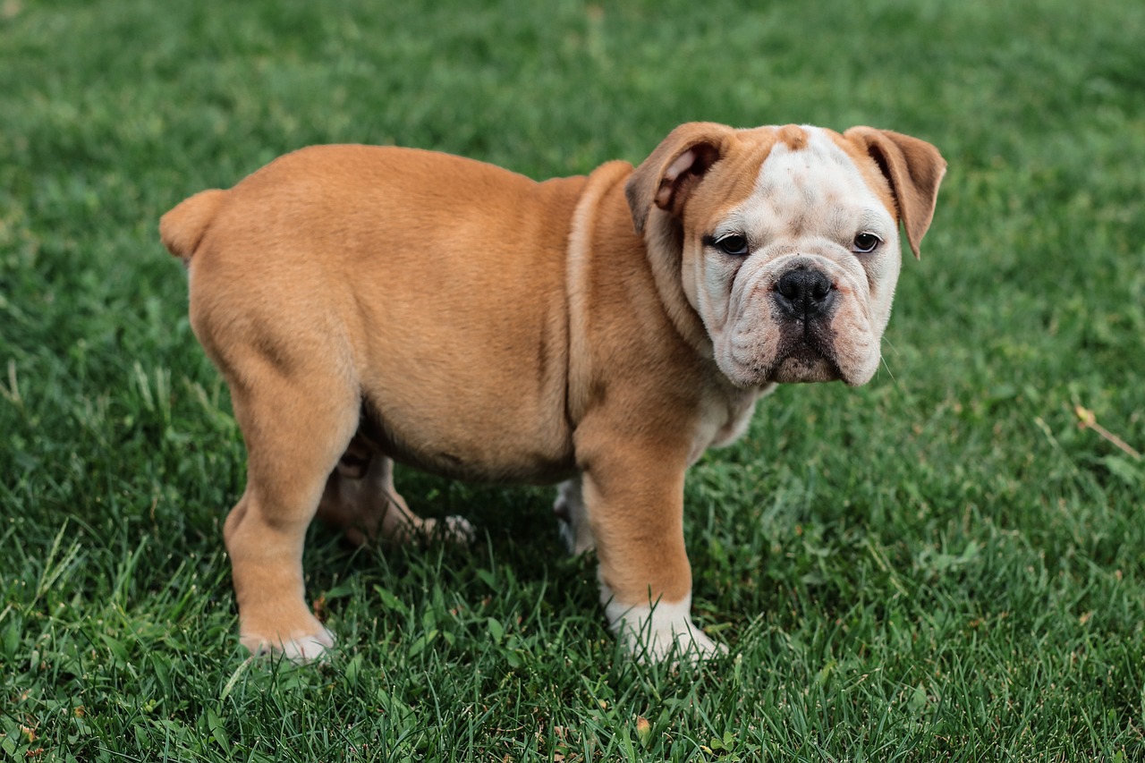 English Bulldog Dog