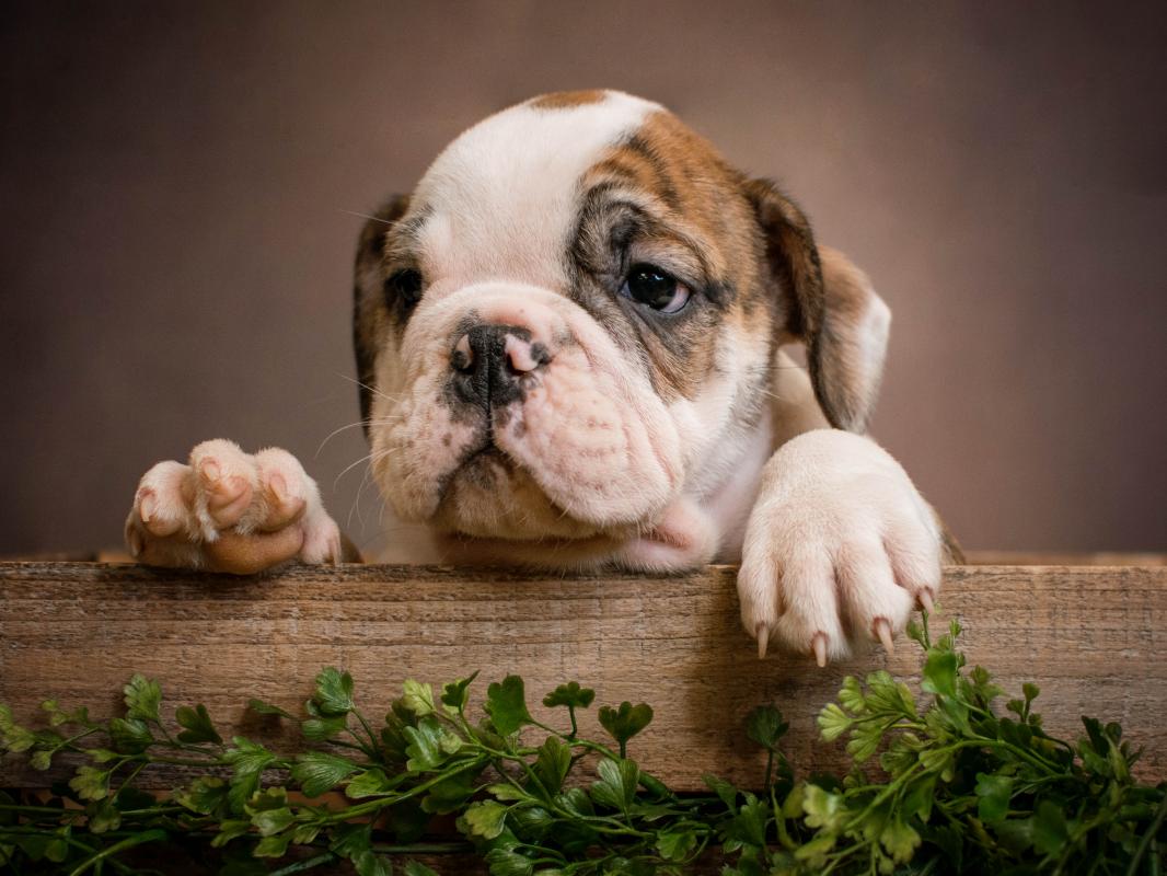 Learn More About the Olde English Bulldogge Breed at Peak Legacy Ranch