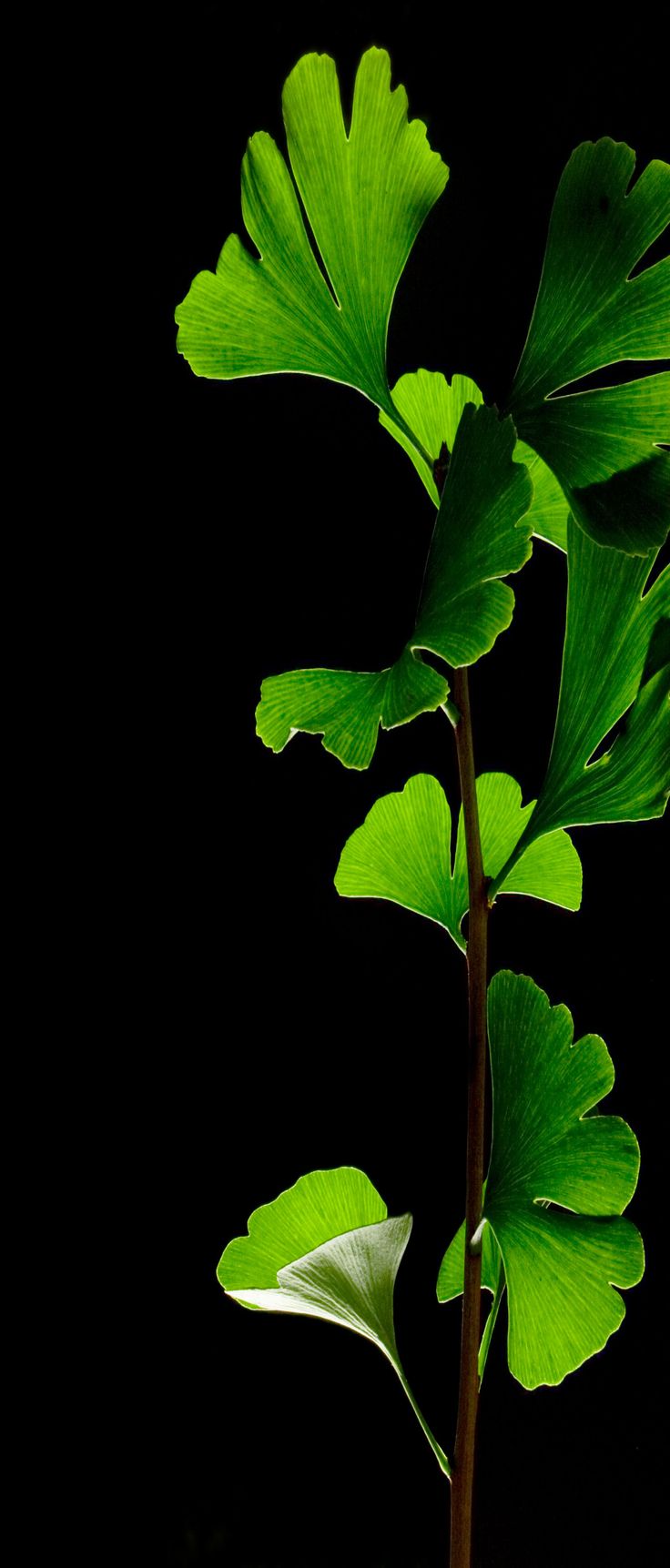 Black, digital, green, nature, abstract, apple, wallpaper, clean, beauty, colour, android, minimal, s8, s9, galaxy, Samsung