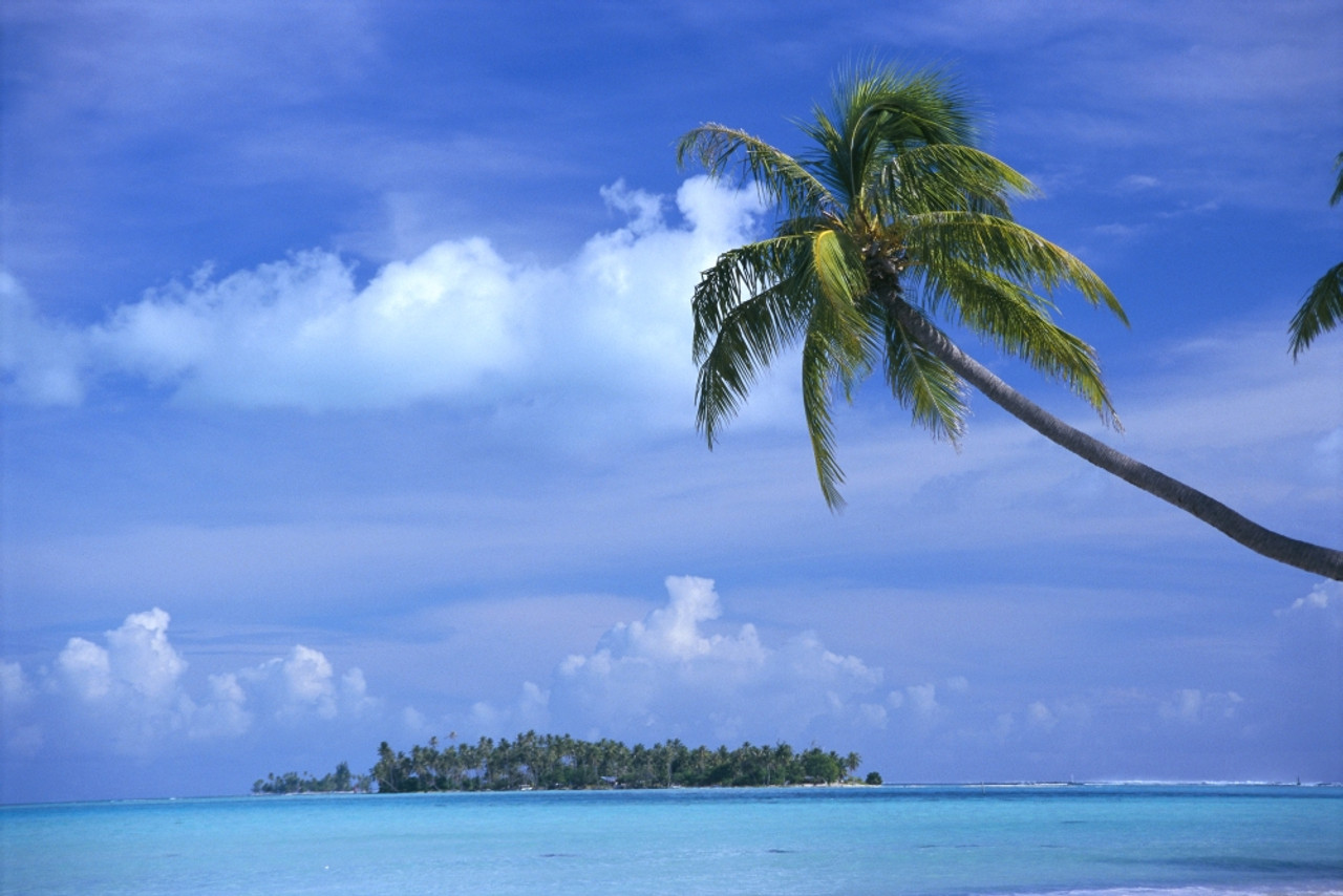 French Polynesia, Bora Bora, Coastal Scene Palm In Foreground, Calm Ocean, Island Background PosterPrint # VARDPI2000788