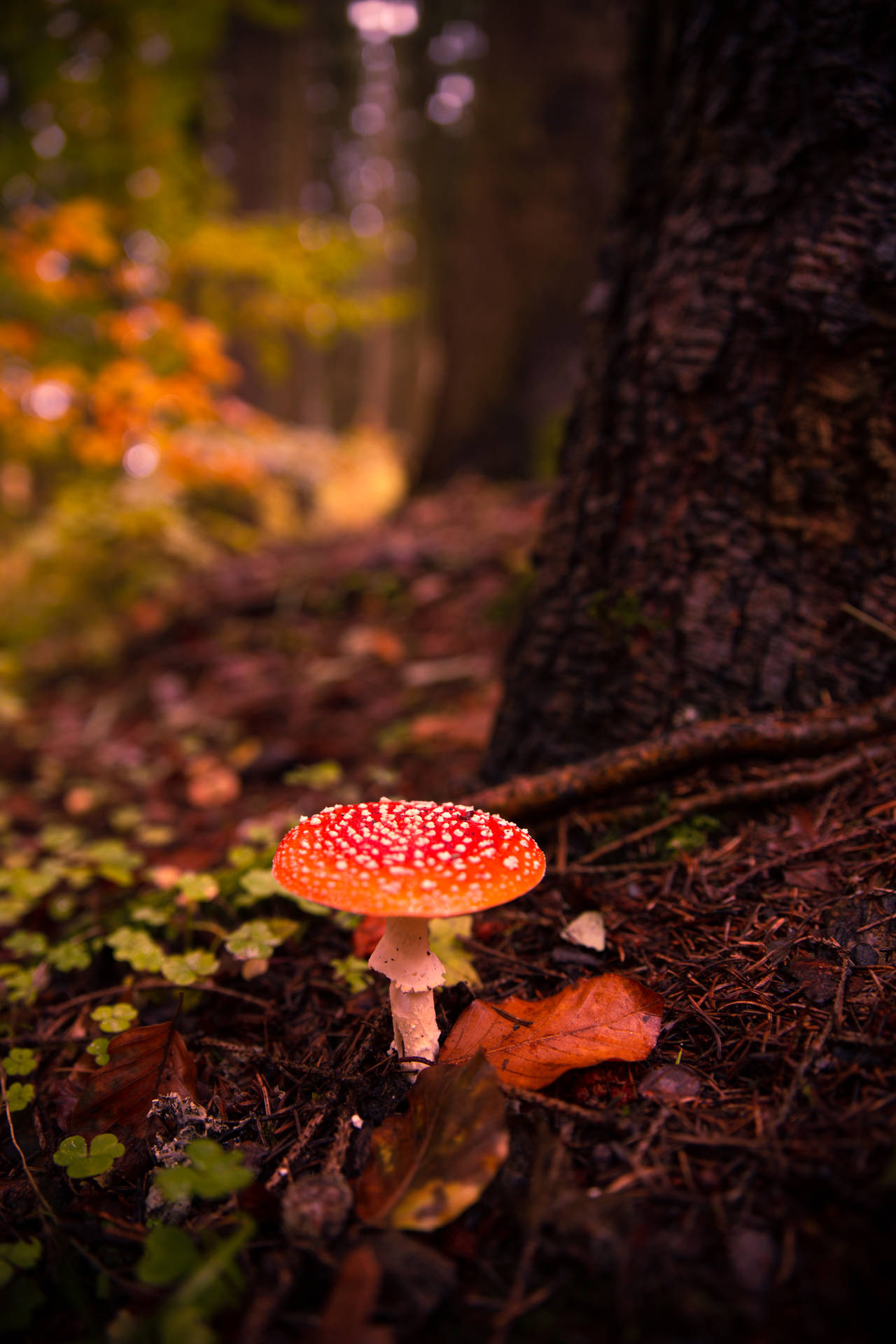 Download Cute Fly Agaric Mushroom Sprouting On Tree Base Wallpaper