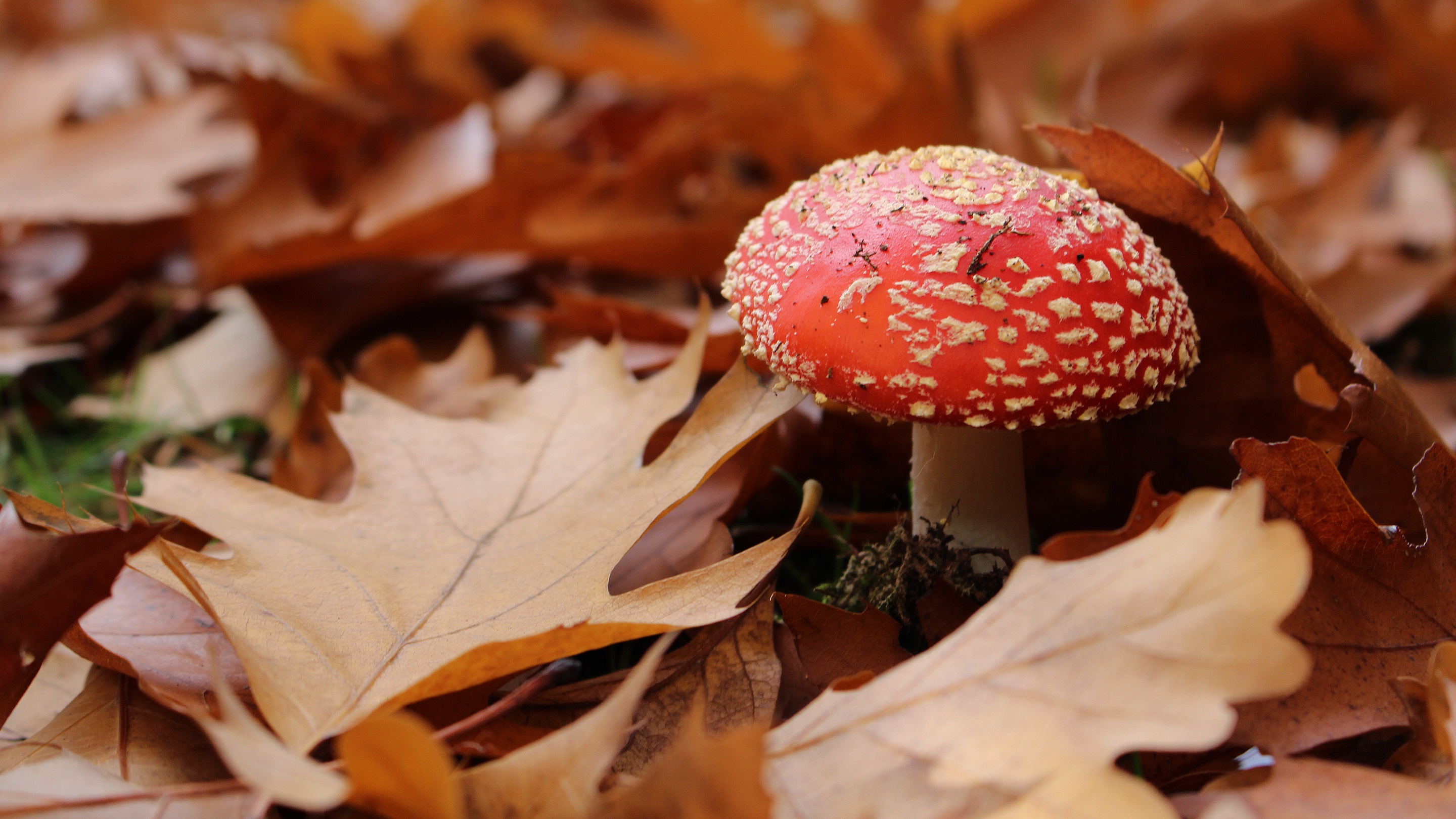 Download Close Up Nature Leaf Fall Mushroom HD Wallpaper