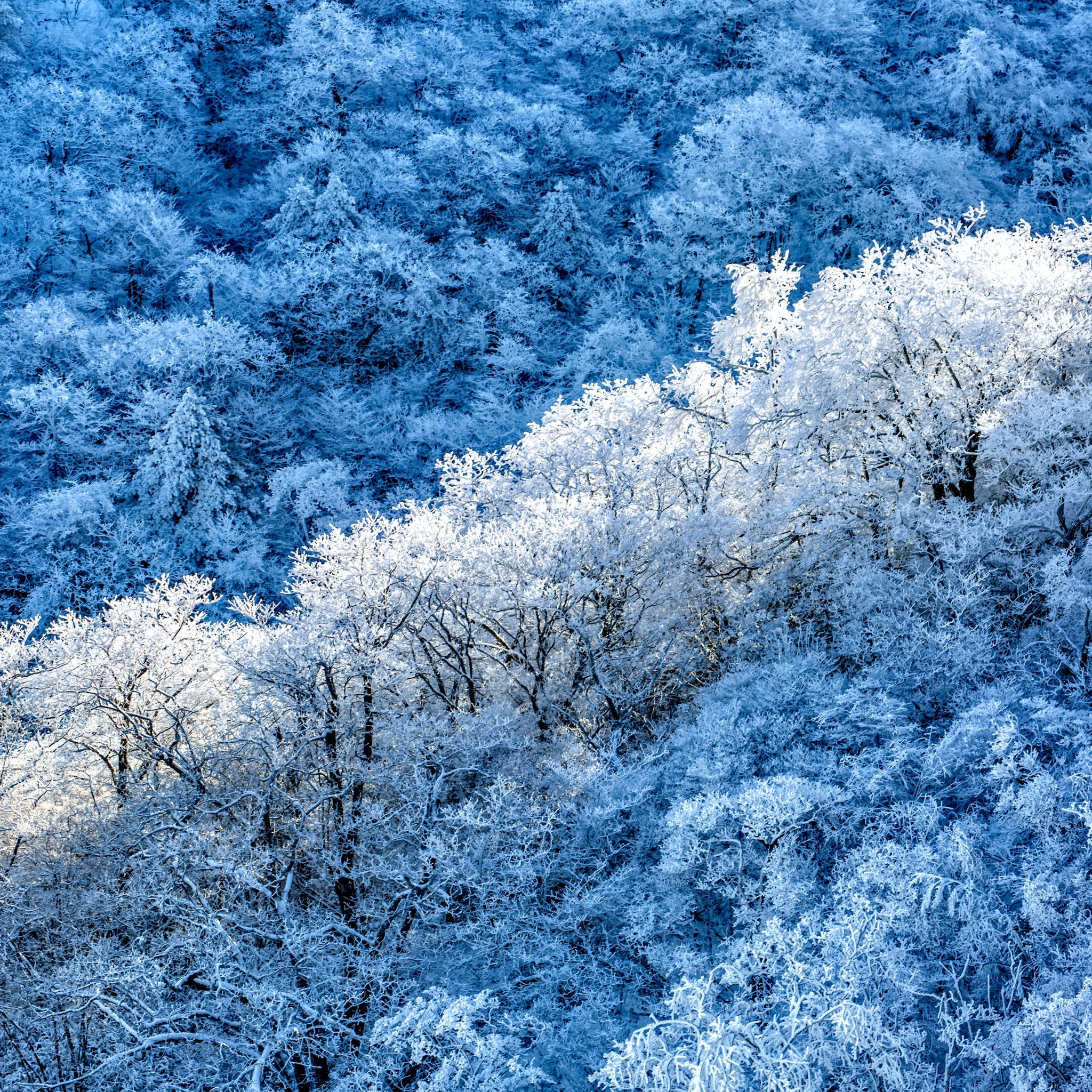 Winter forest Wallpaper 4K, Snow covered, Sunny day, 5K