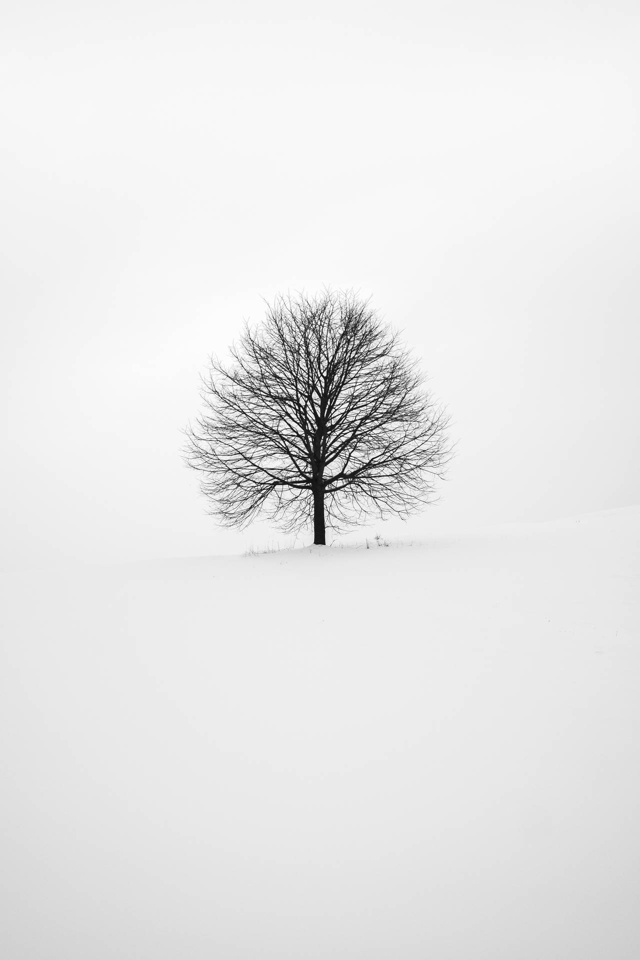 Download Minimal Winter Tree Cool iPad Background
