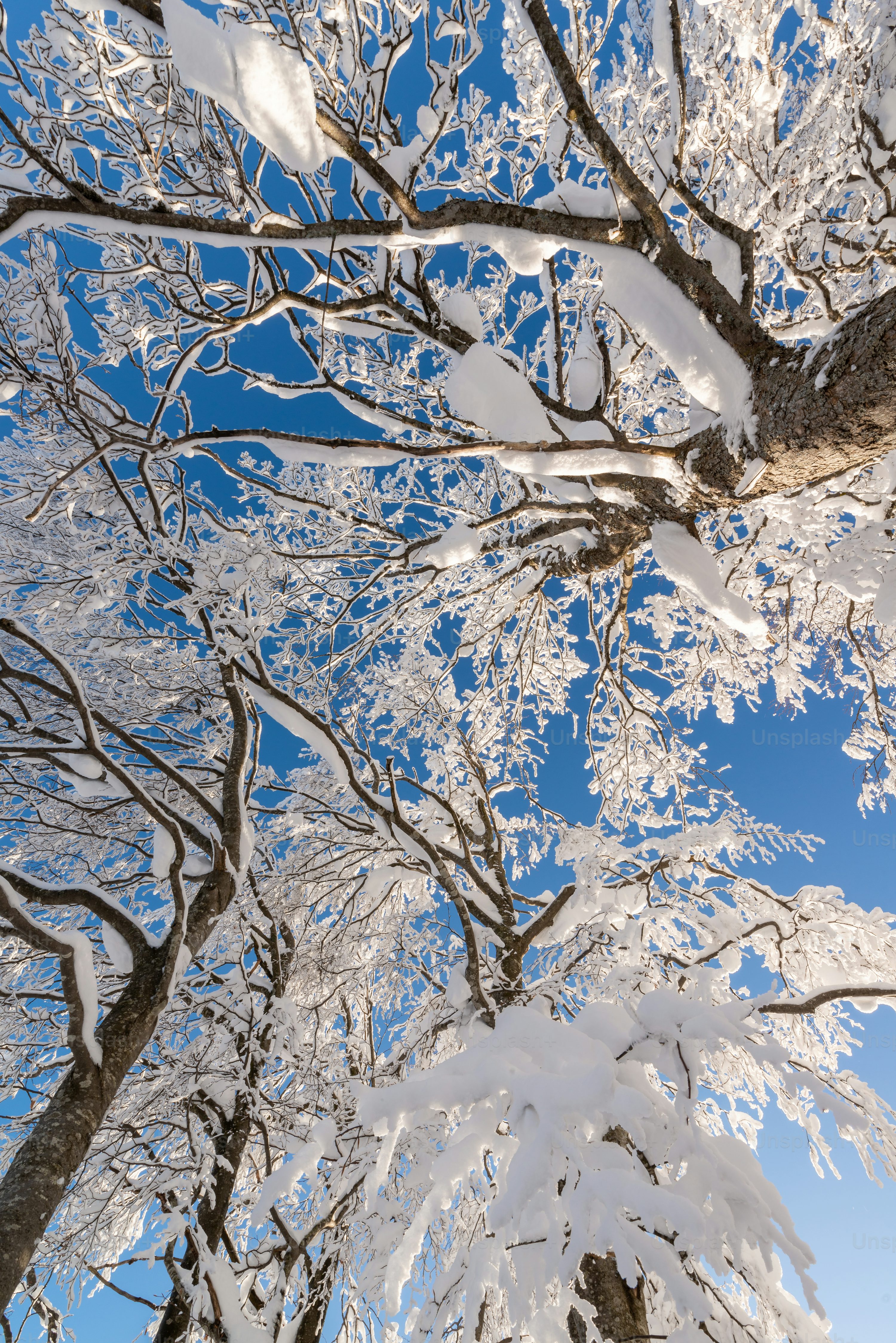 Winter Scenery Picture. Download Free Image