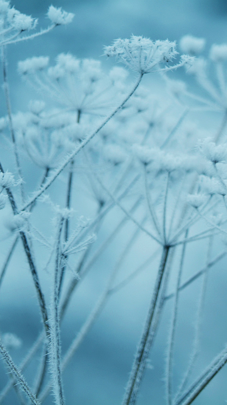 iPhone6papers.co. iPhone 6 wallpaper. ipad snow winter flower blue nature bokeh
